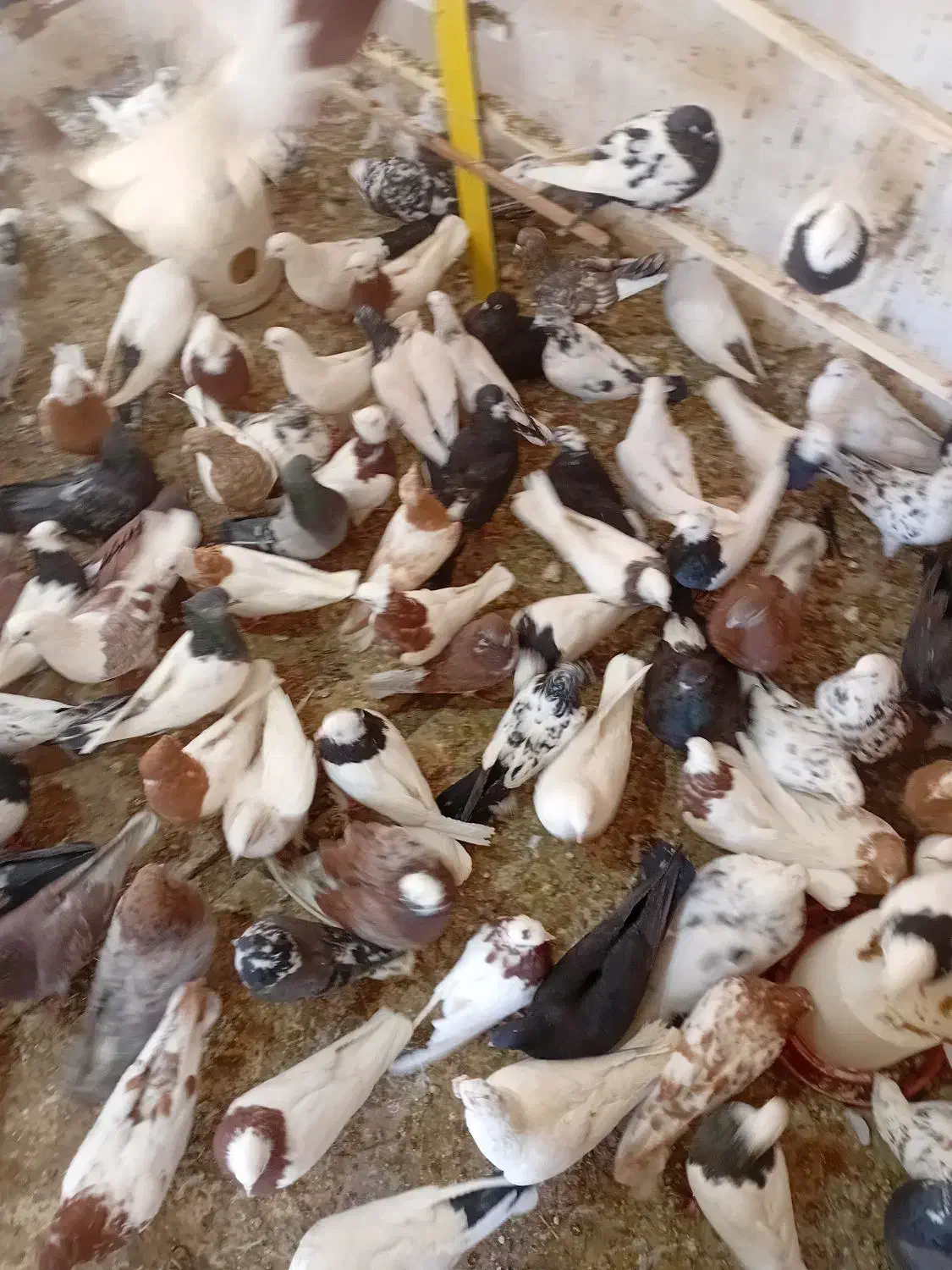 پرنده فروشی تک|پرنده|ابهر, |دیوار