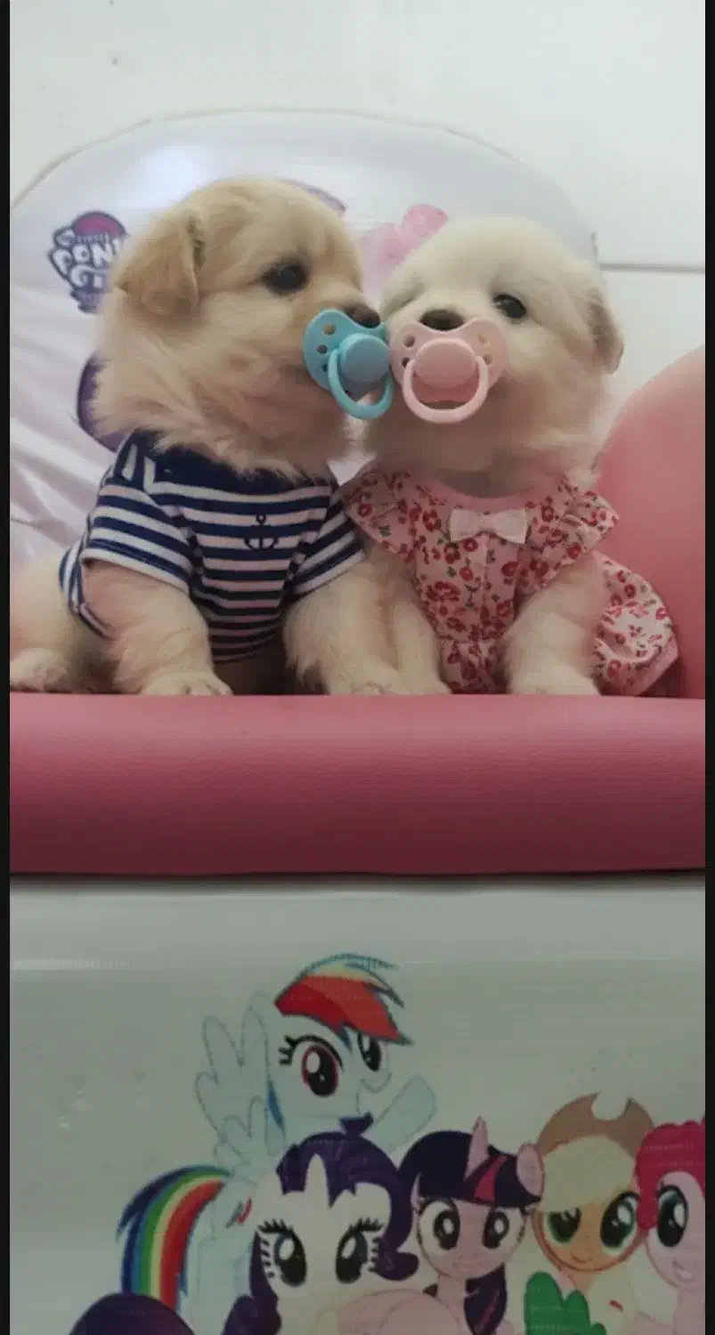 سگ عروسکی|سگ|شیراز, سینما سعدی|دیوار