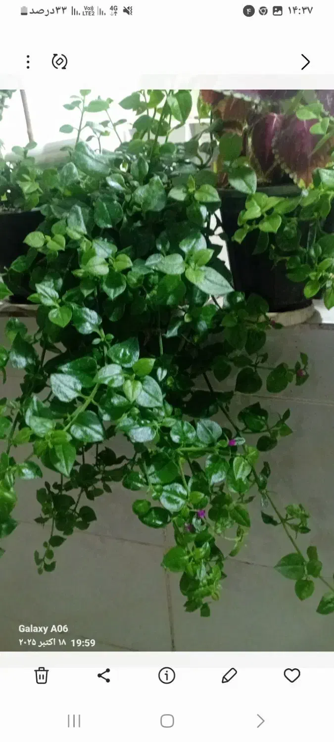 گل خونه گوچک  ۵۰تو ۱۰۰ت|گل و گیاه طبیعی|بجنورد, |دیوار