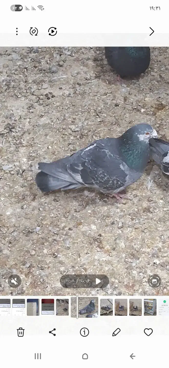 پلاکی غریب|پرنده|کرمان, |دیوار