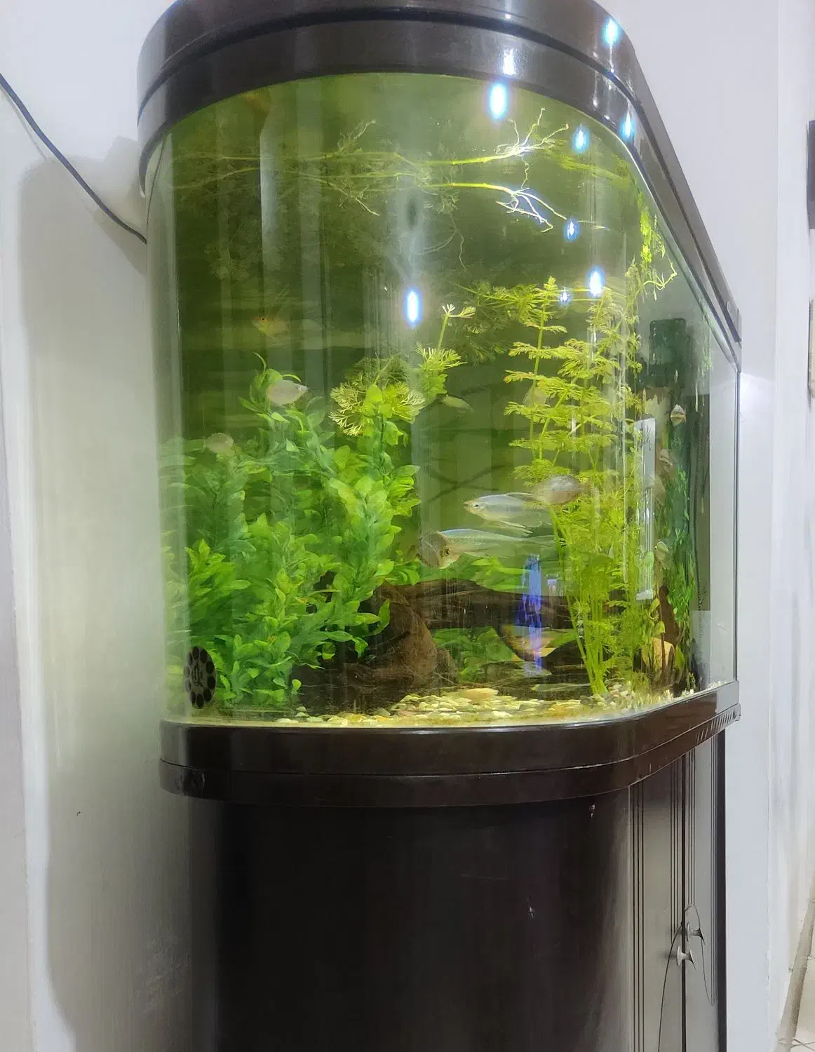 آکواریم یو شکل شرکتی|ماهی|شیراز, شهرک بهشتی|دیوار