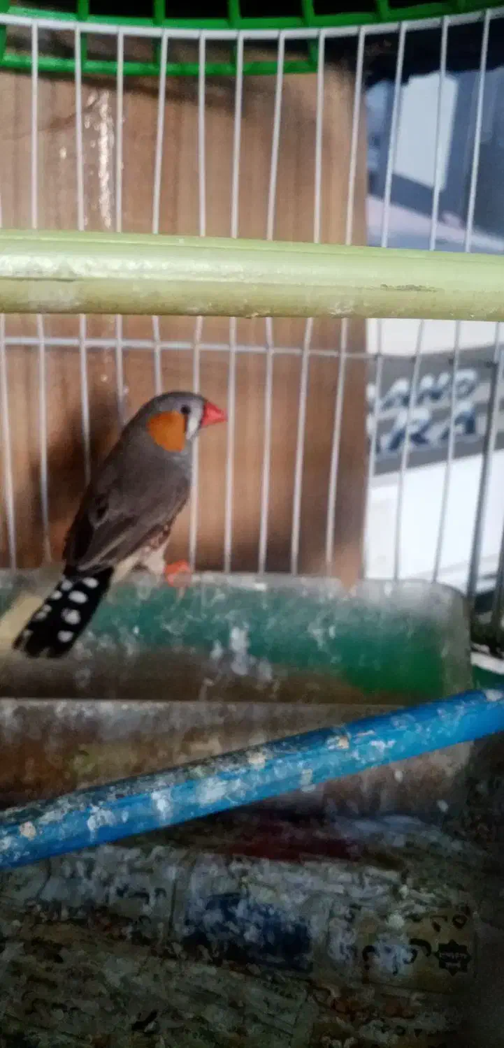 3عدد فنچ بالغ با قفس ولوازم|پرنده|مشهد, انقلاب|دیوار