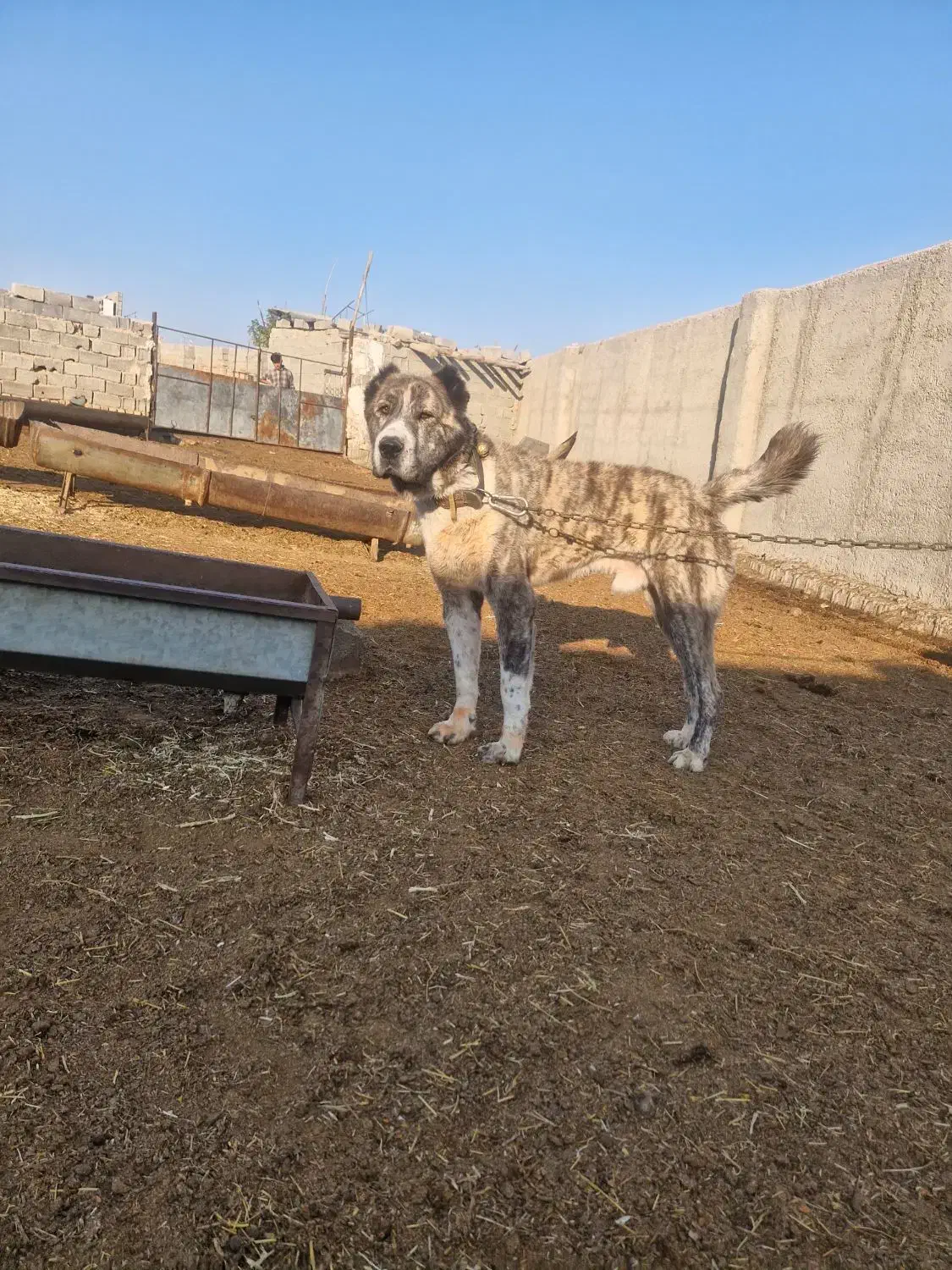 سگ افغان|سگ|چهارباغ, |دیوار