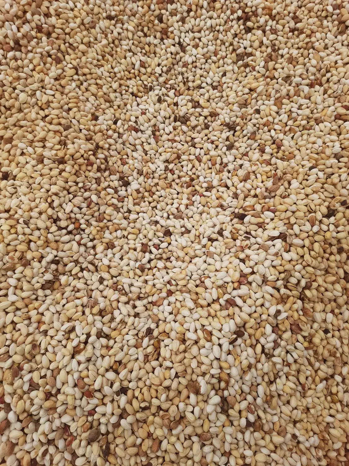 پسته پوک وگو روابی شمارا خریدارم|خدمات باغبانی و درختکاری|رفسنجان, |دیوار