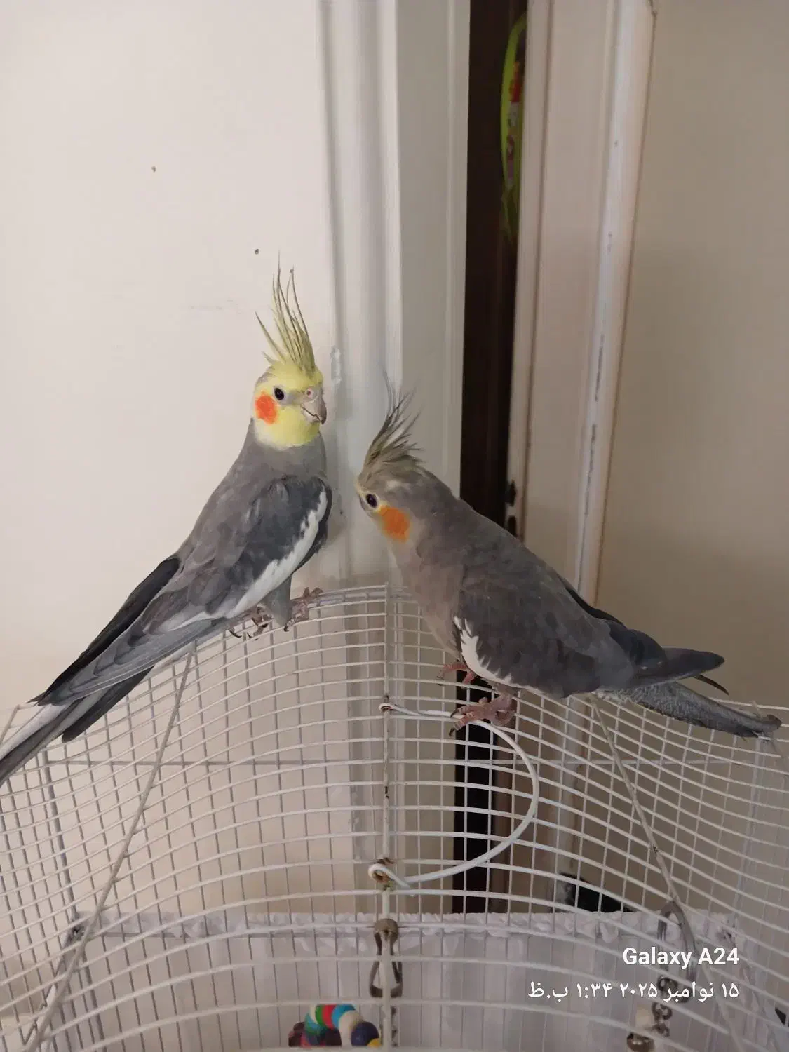 عروس هلندی جفت مولد کاملا دستی|پرنده|تهران, گرگان|دیوار