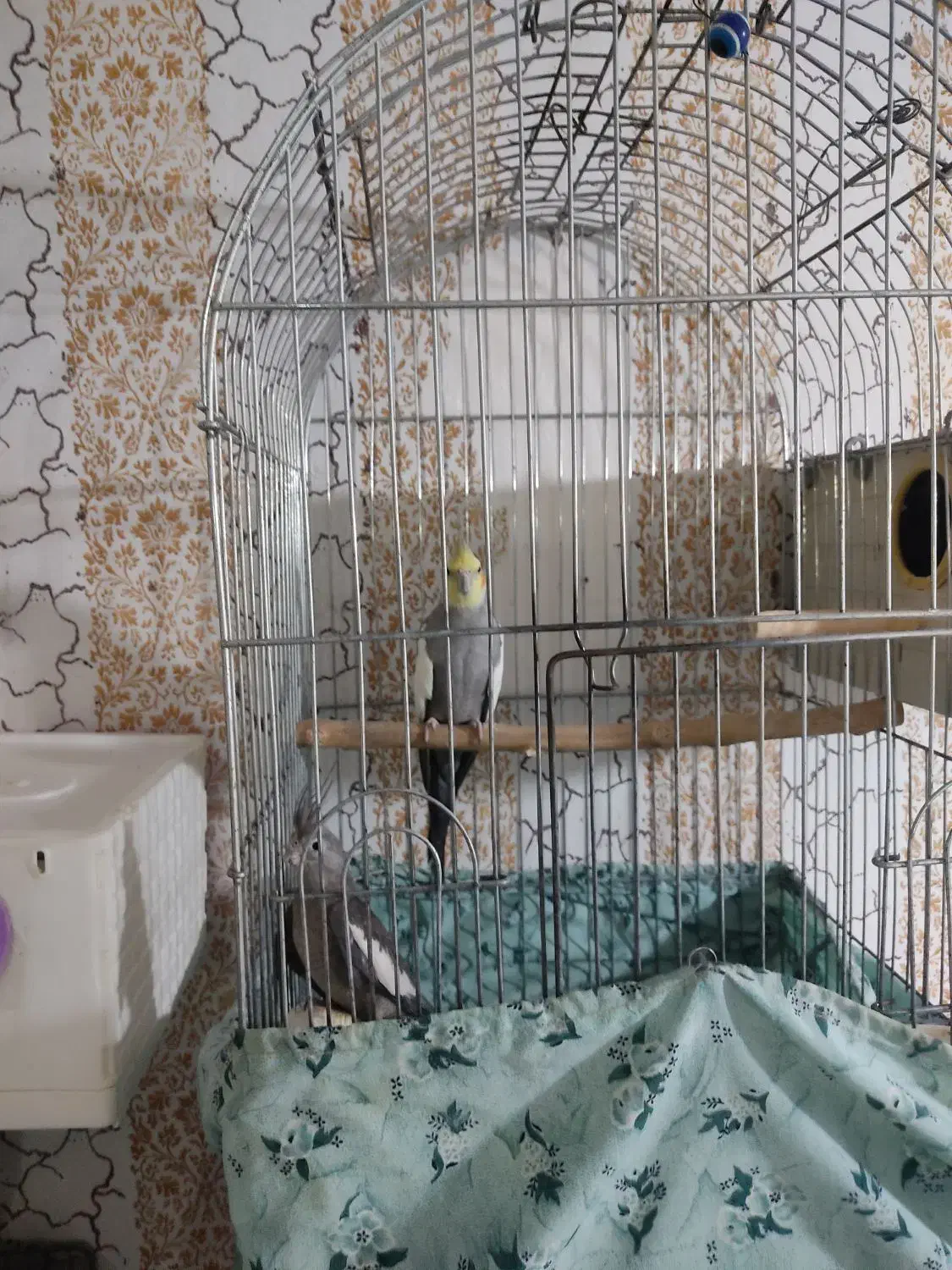 ۳ جفت عروس هلندی|پرنده|تاکستان, |دیوار