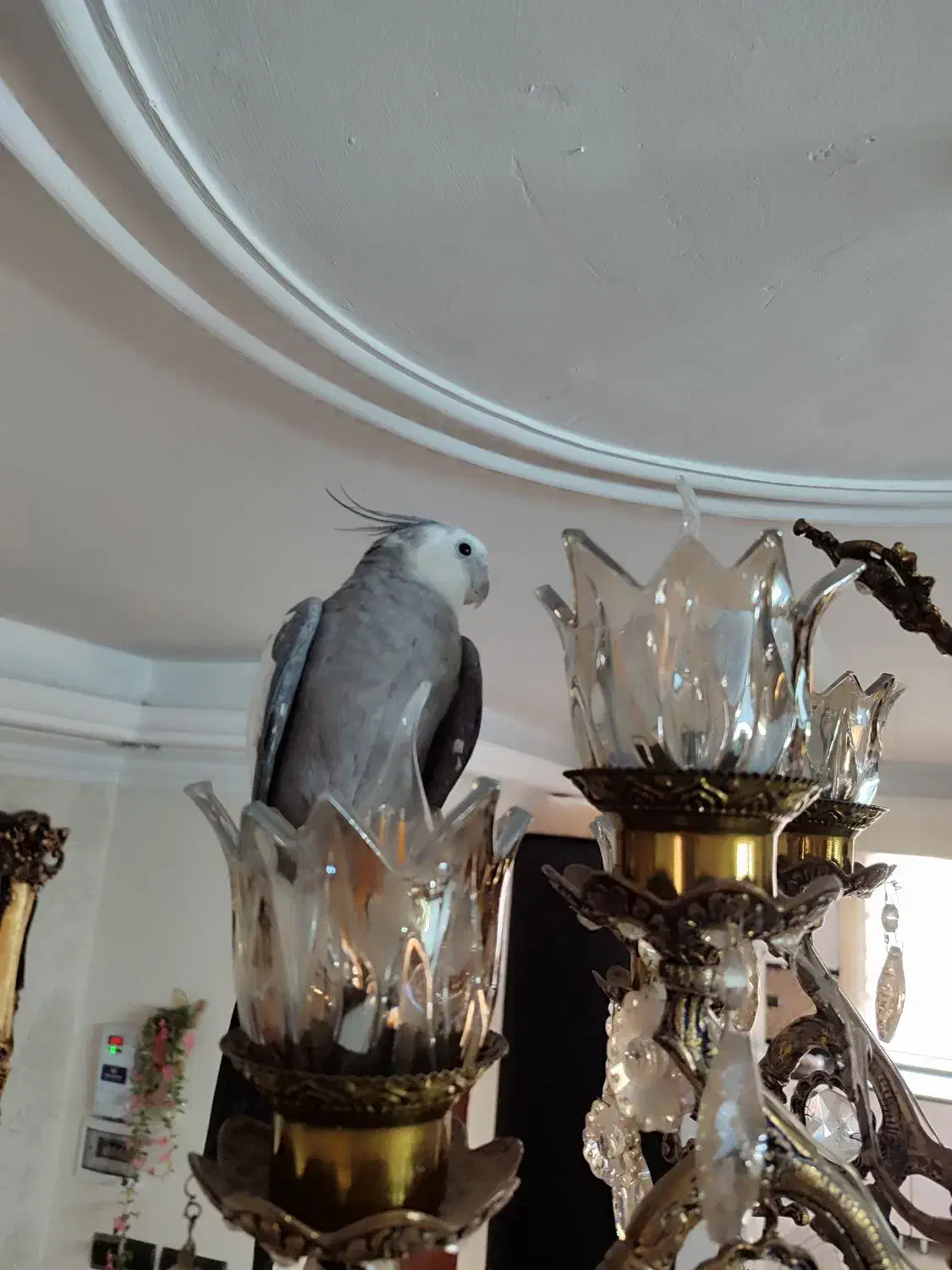 عروس هلندی|پرنده|تهران, مشیریه|دیوار