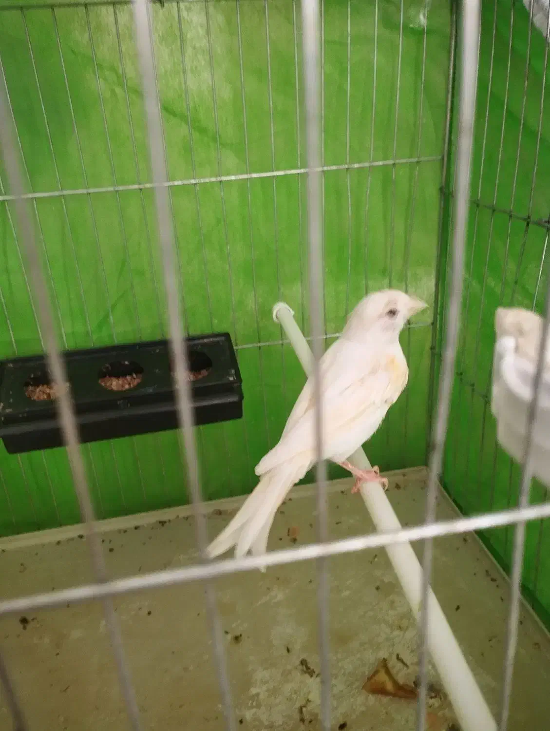 ماده قناری|پرنده|رفسنجان, |دیوار