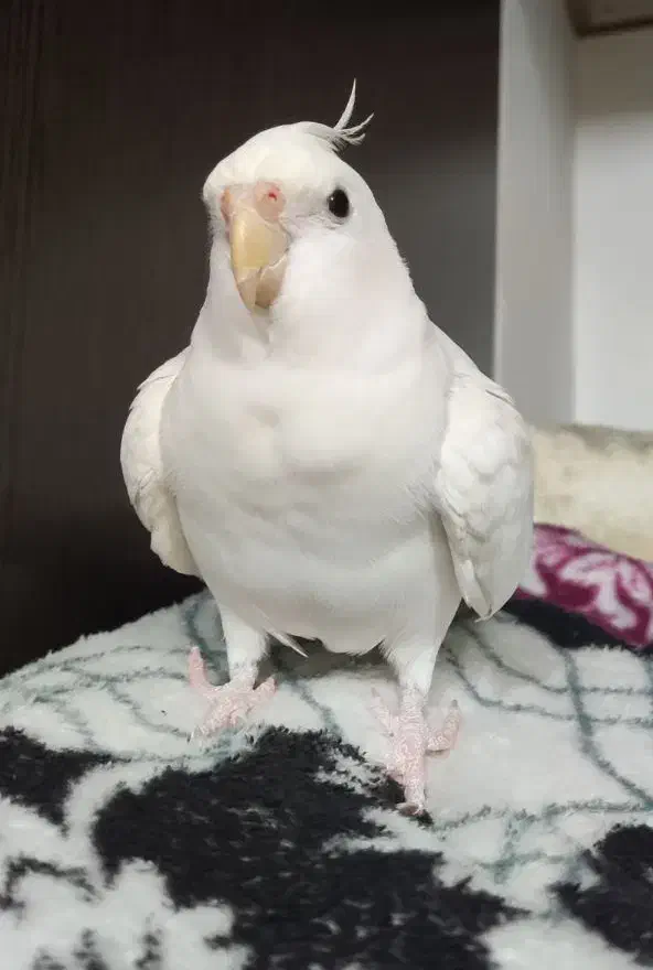 عروس هلندی آلبینو سخنگو فوق دستی|پرنده|مشهد, ایثار|دیوار