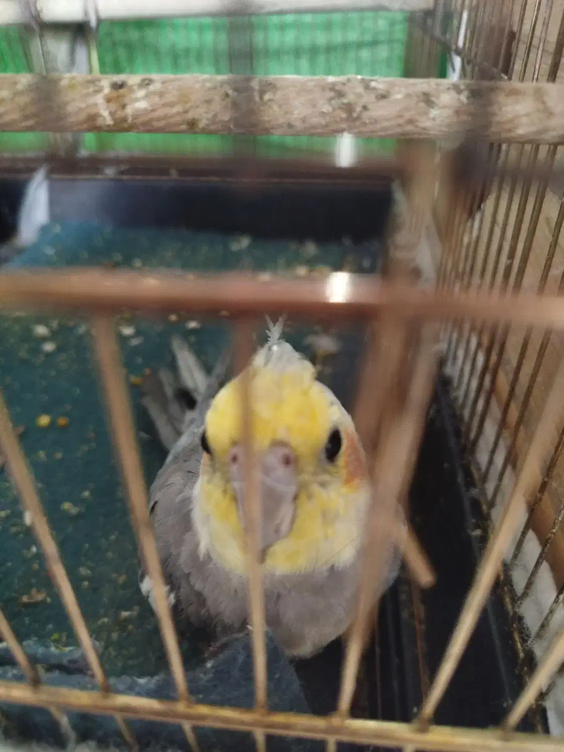 عروس هلندی خونگی|پرنده|هشتگرد, سیف آباد|دیوار