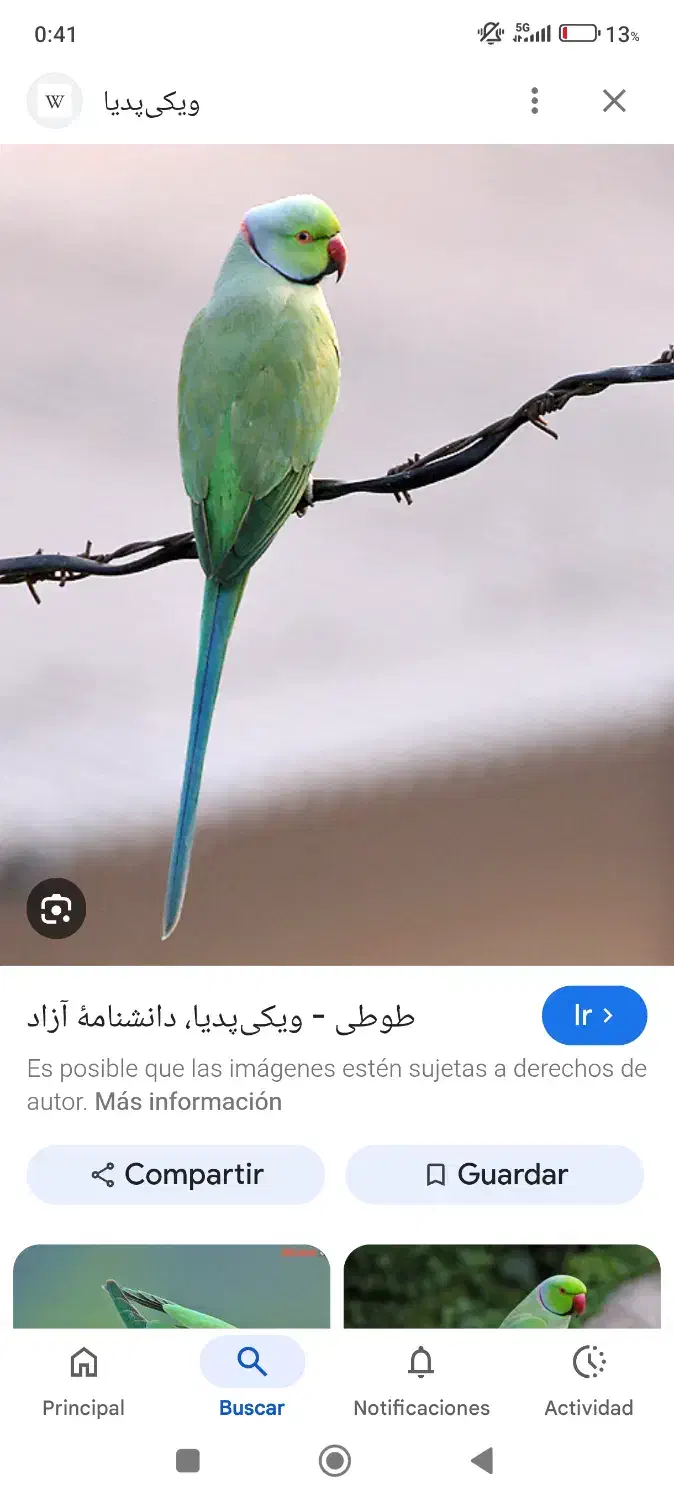 پرنده گم شده بخون|حیوانات|تبریز, |دیوار