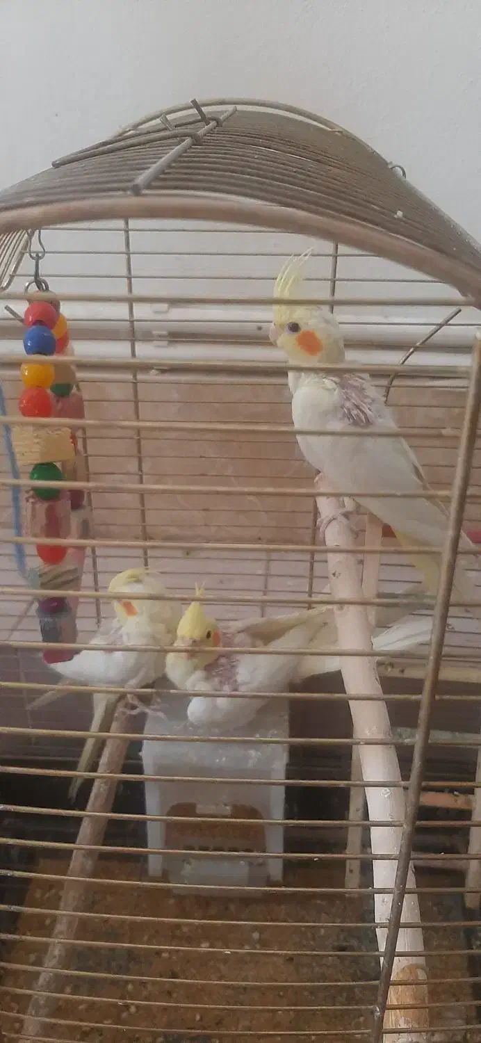 عروس هلندی|پرنده|سیرجان, |دیوار