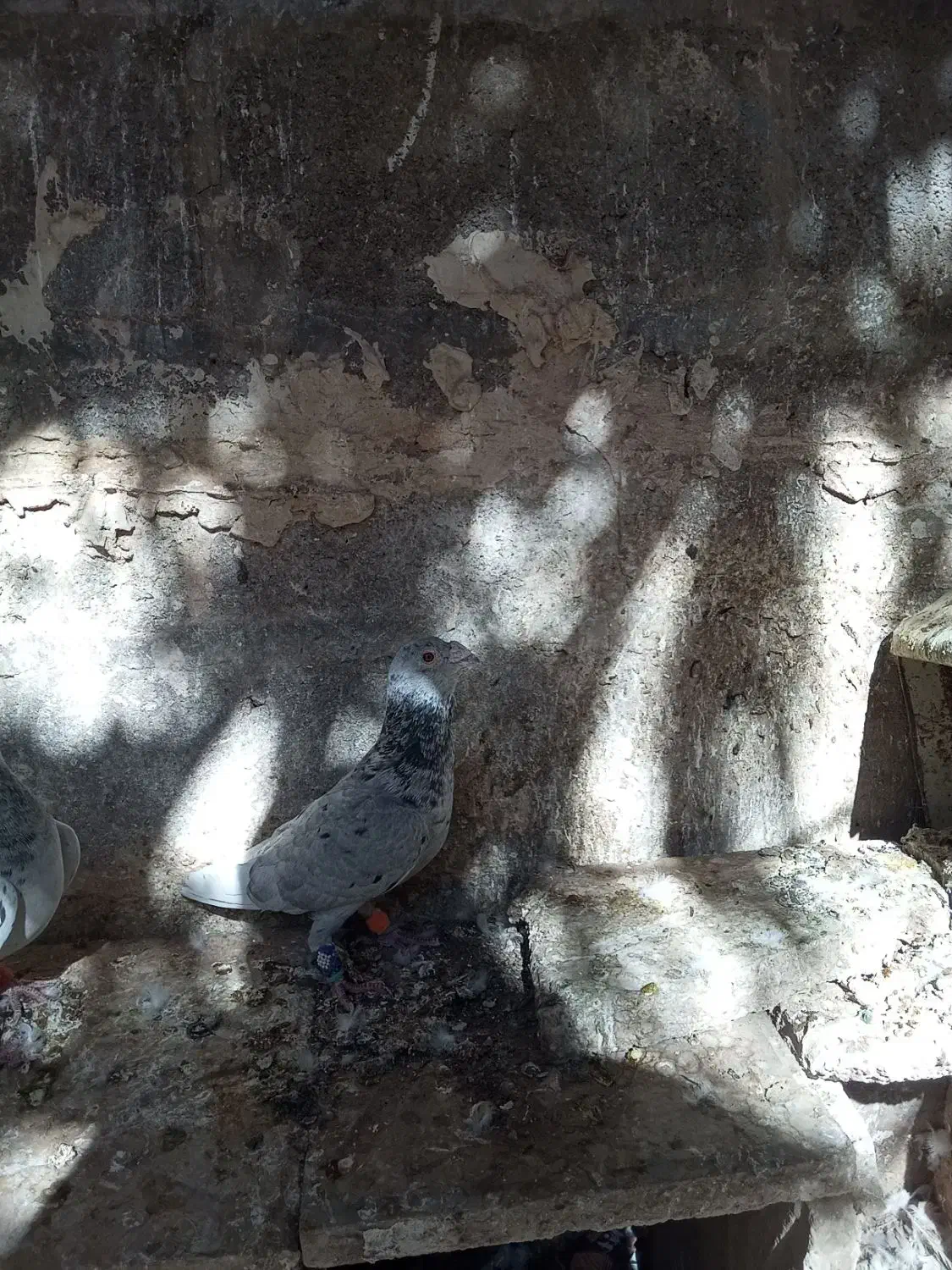 ستا سار عالی فروشی|پرنده|طبس, |دیوار