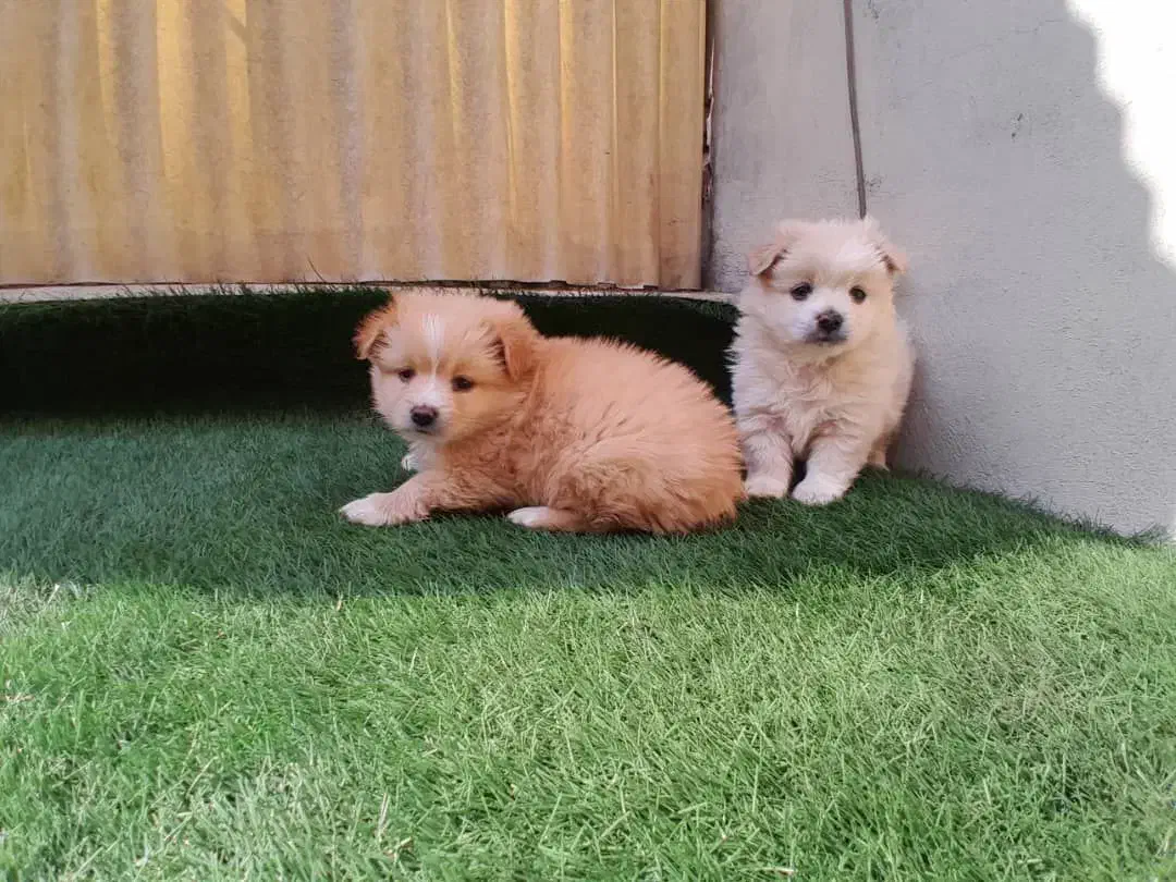 واگذاری سگ پامر روباهی|سگ|تهران, فلسطین (میدان انقلاب)|دیوار