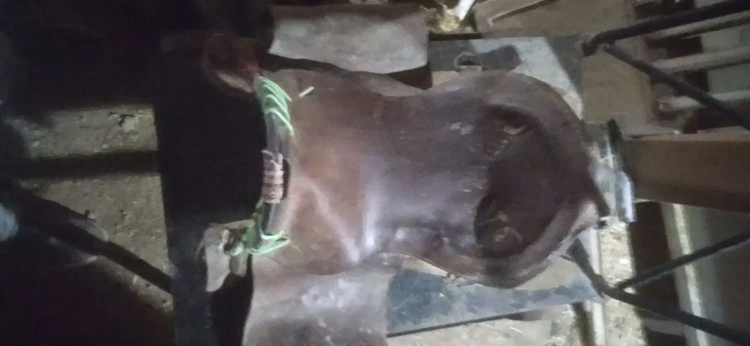 زین اسب|اسب و تجهیزات اسبسواری|اردکان, |دیوار