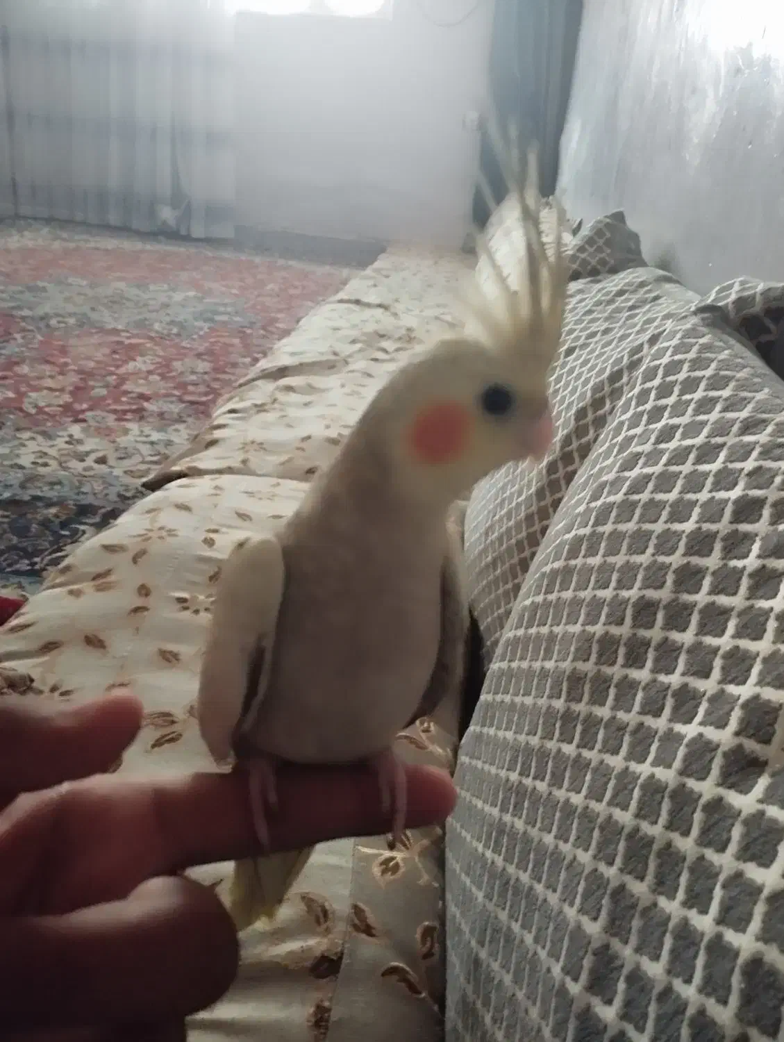 عروس هلندی|پرنده|زاهدان, |دیوار