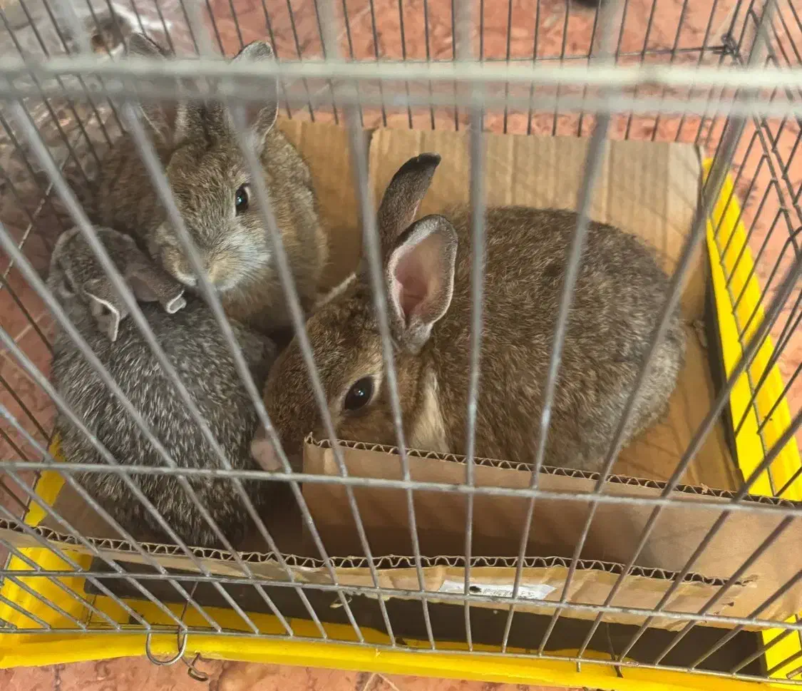 خرگوش|موش و خرگوش|هچیرود, |دیوار