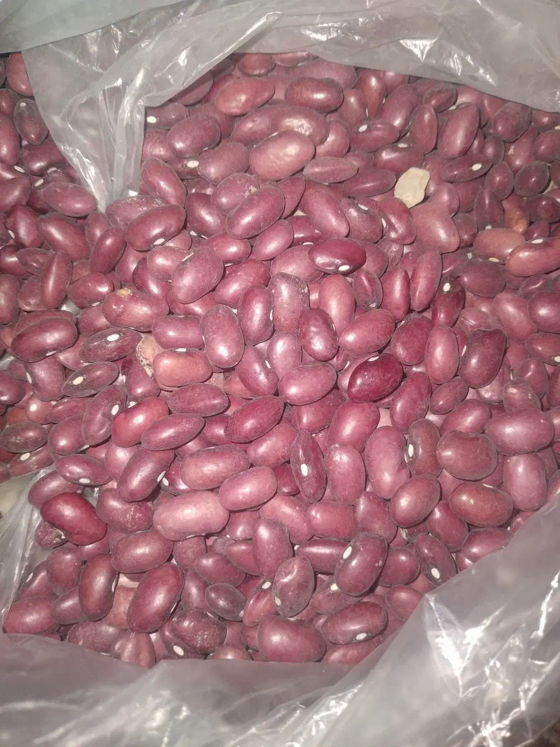 درجه|خوردنی و آشامیدنی|تهران, مخصوص|دیوار