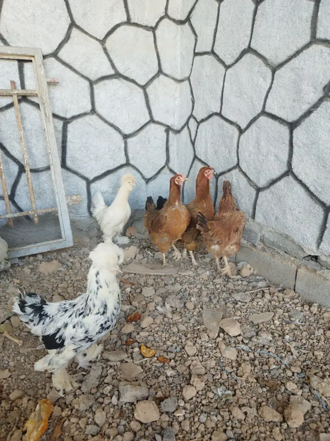 مرغ تخم گذار|حیوانات مزرعه|برخوار, |دیوار