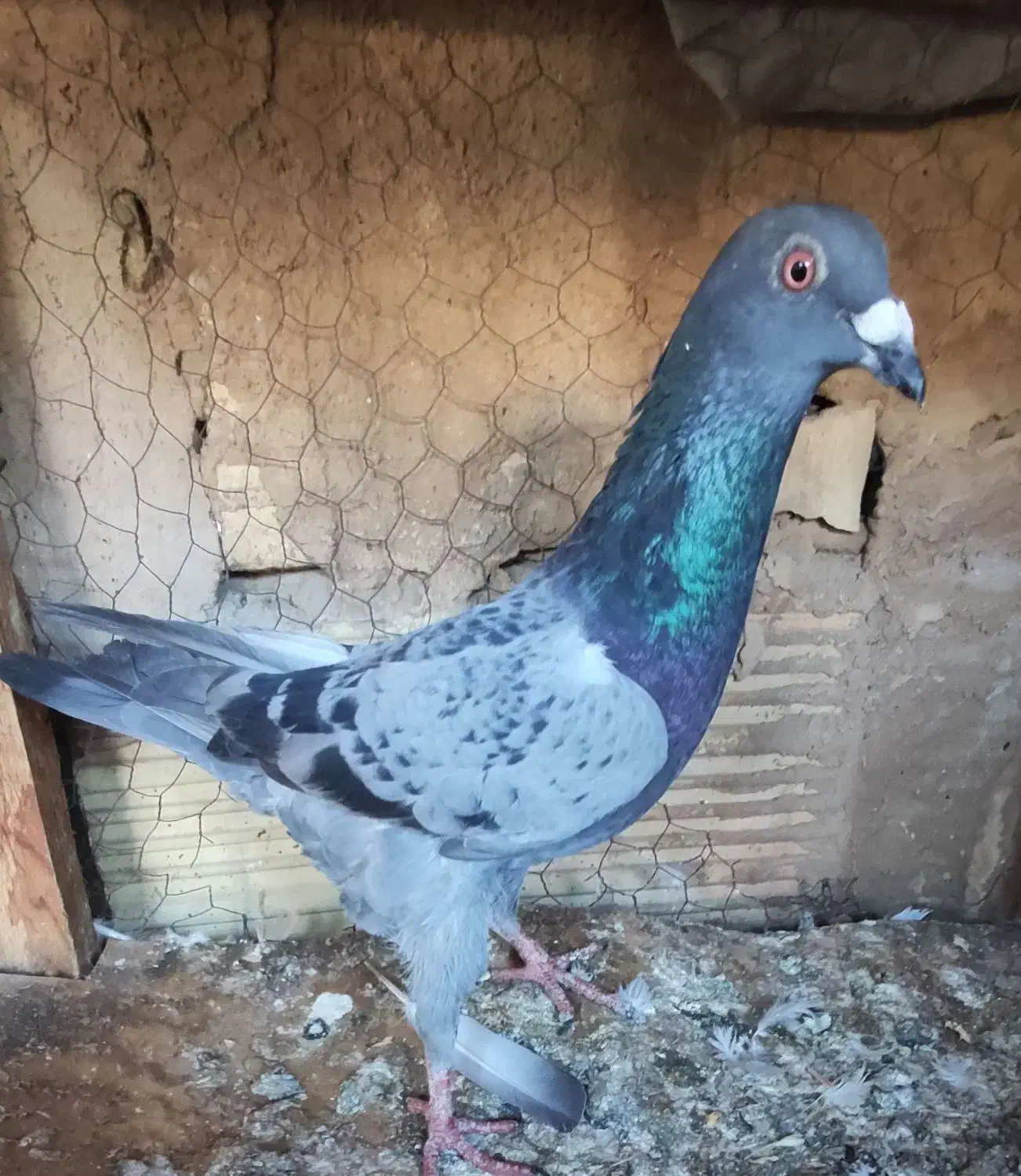 ۴تا کفتر صید پرشی|پرنده|مشهد, قائم|دیوار