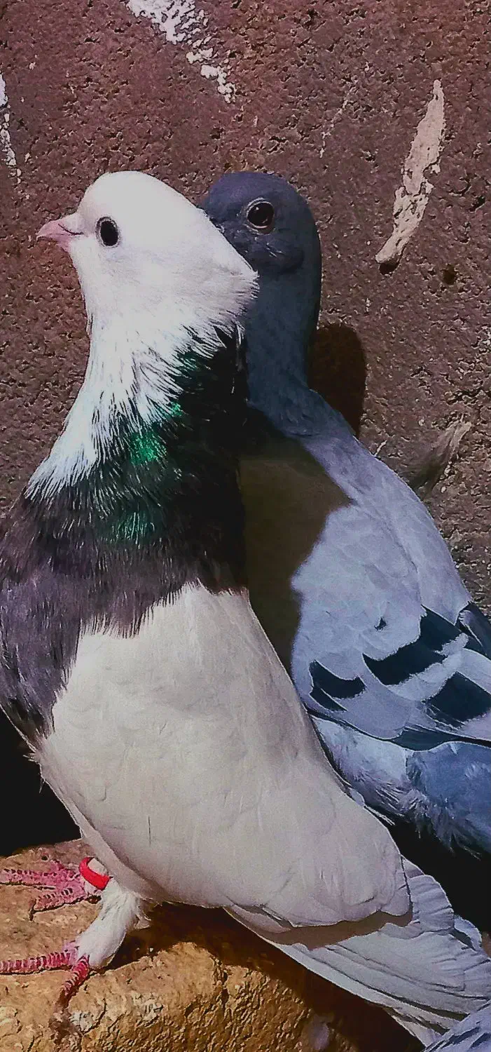 طوقی|پرنده|رشتخوار, |دیوار