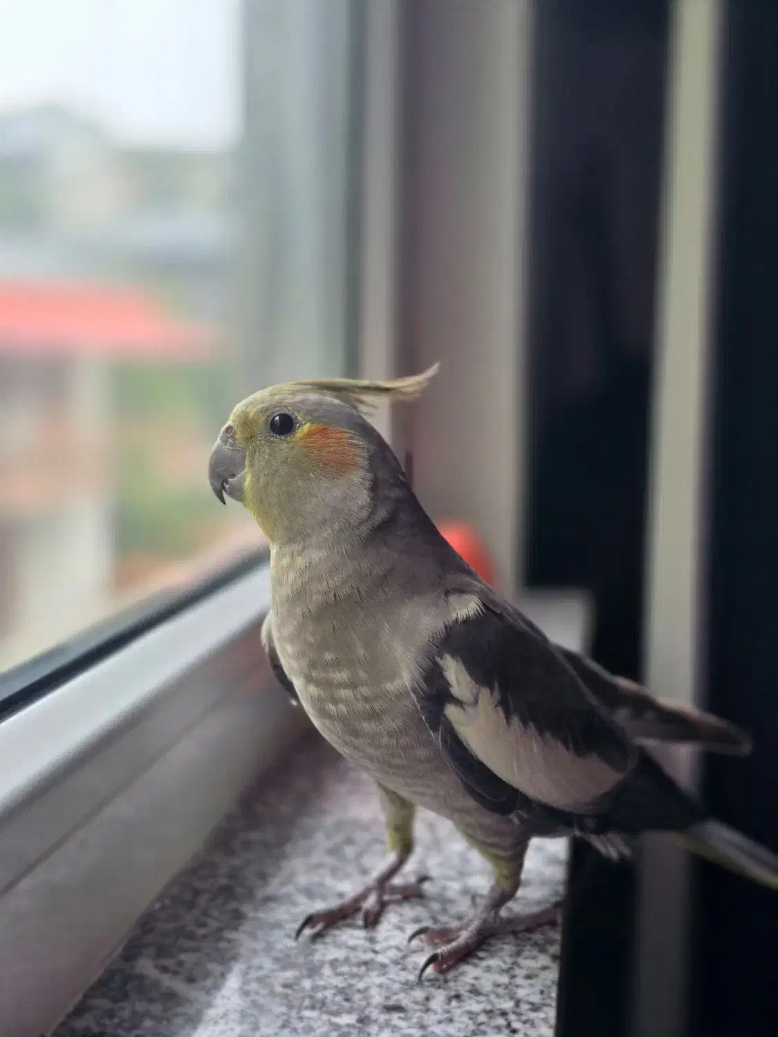 پرنده|پرنده|لاهیجان, یوسف آباد|دیوار