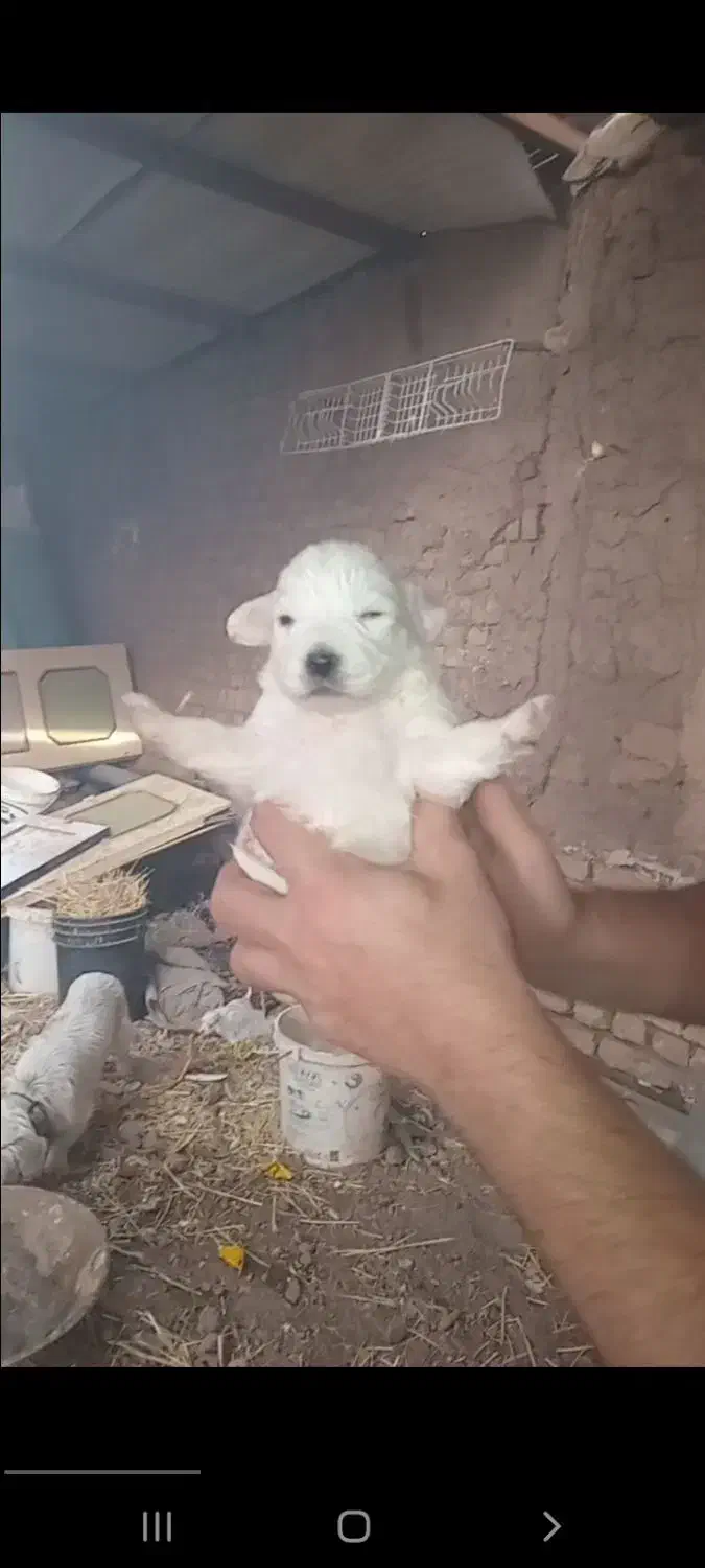 سگ پاکوتاه اشپیتز|سگ|تهران, امام زاده عبدالله|دیوار