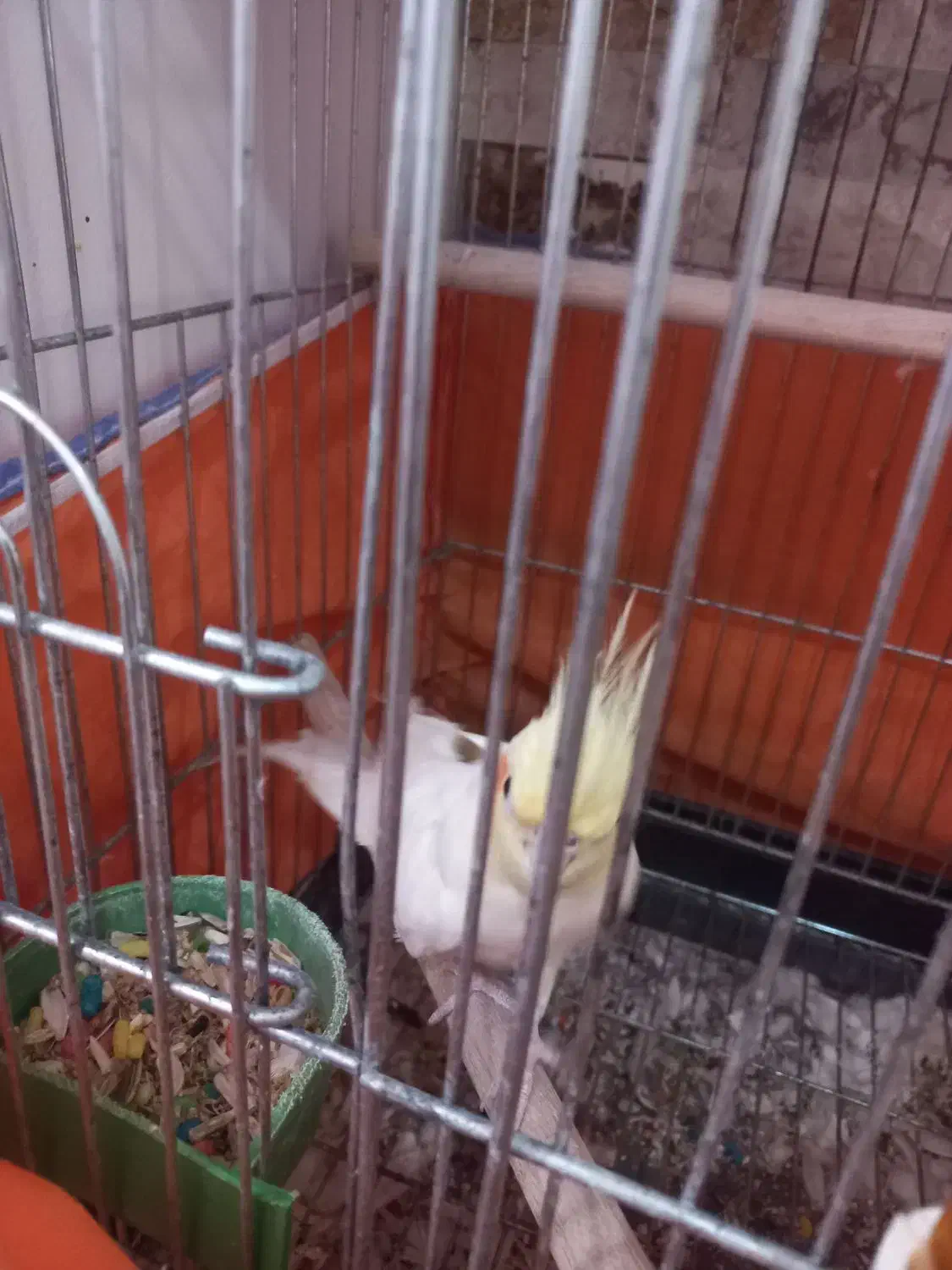 عروس هلندی|پرنده|کرج, حصارک بالا|دیوار