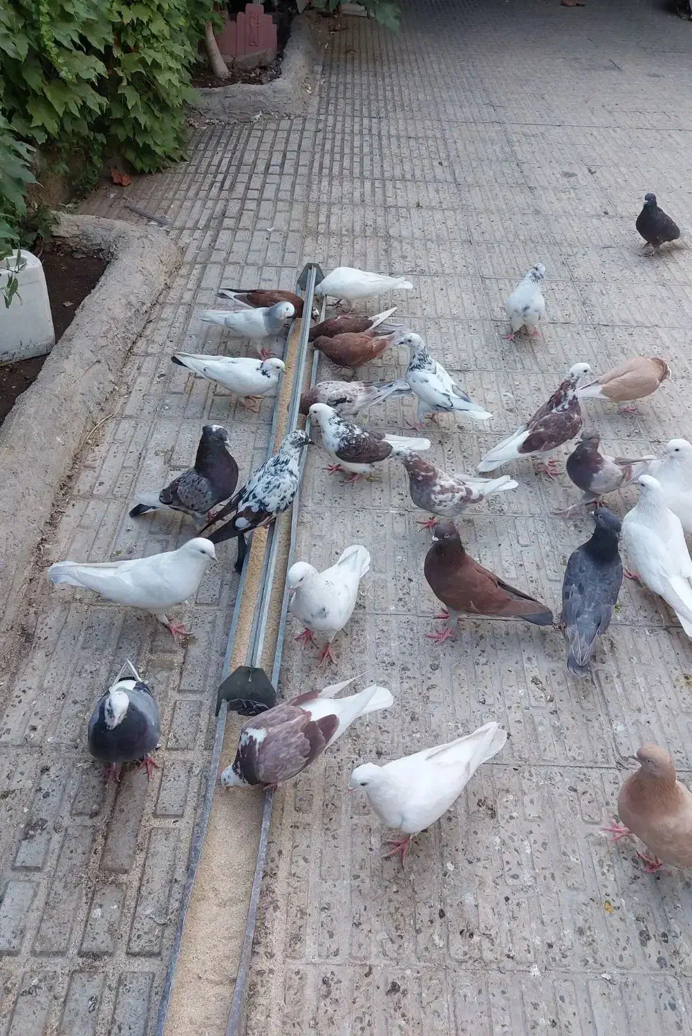 کبوتر  فروشی|پرنده|هشتگرد, هیو|دیوار