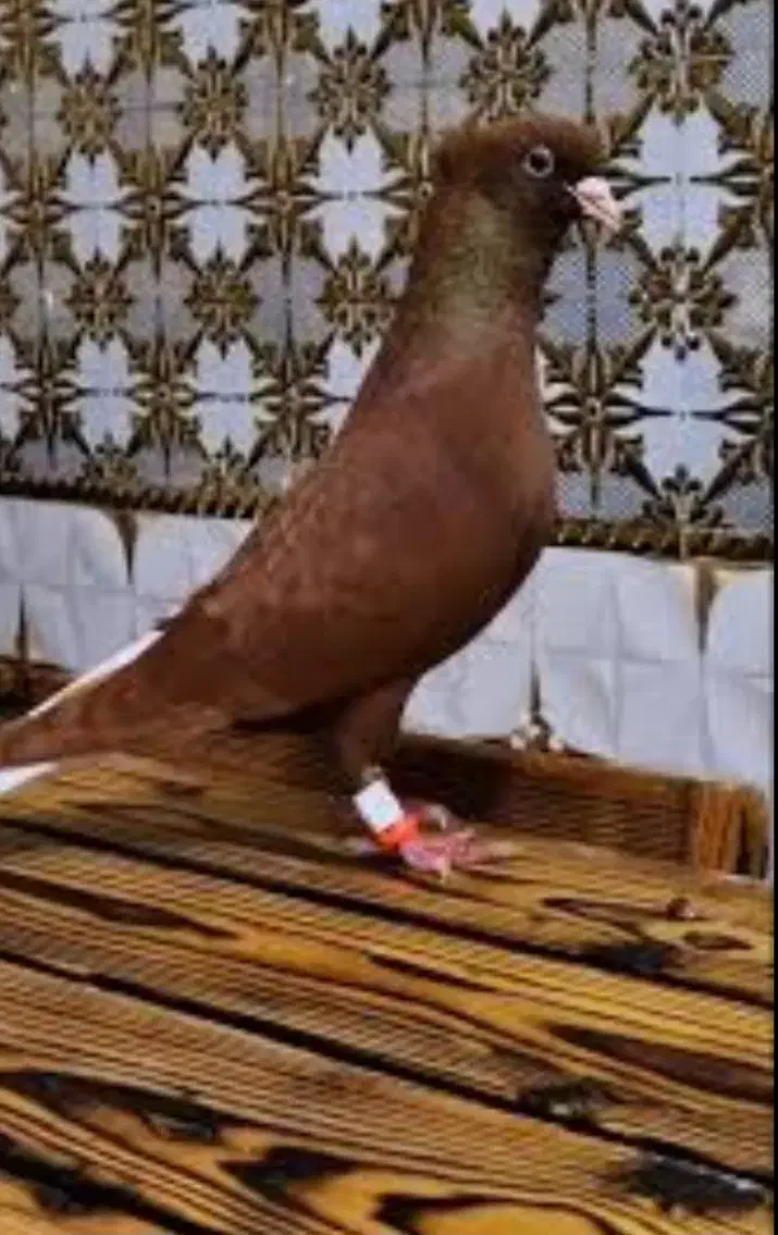 کبوتر گمشده|حیوانات|مشهد, شهید معقول|دیوار