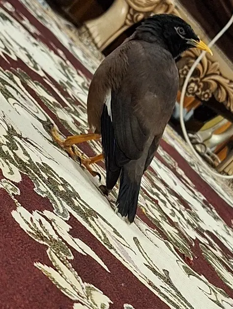 مرغ مینا|پرنده|چمستان, |دیوار