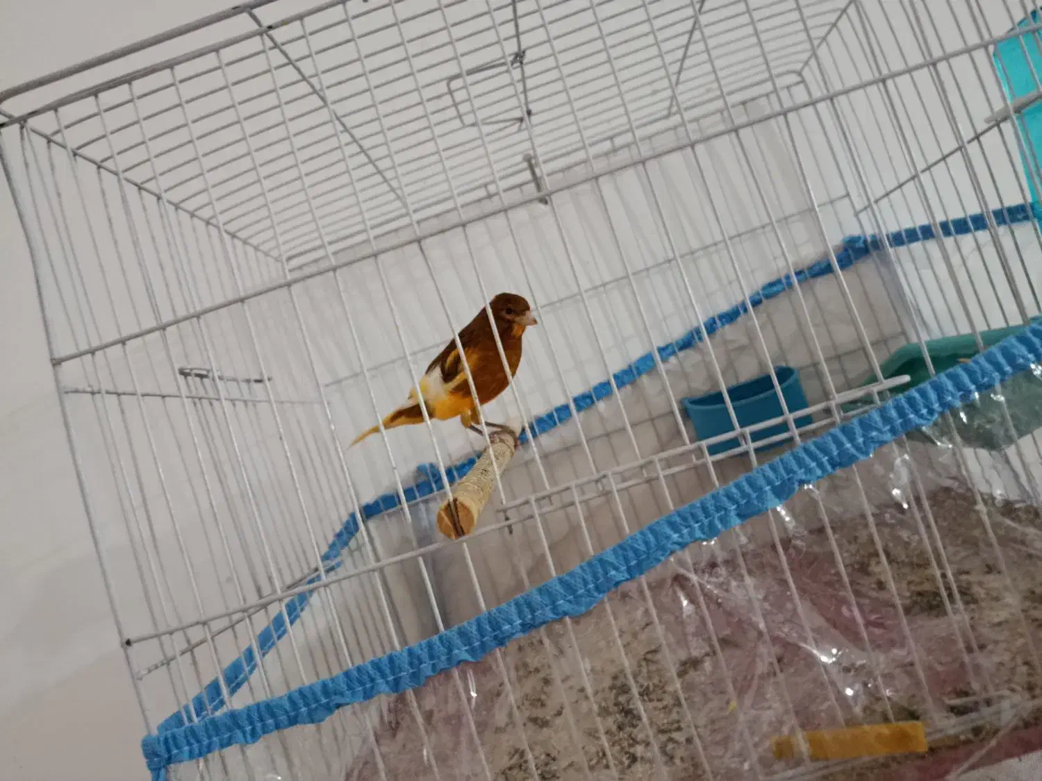 قناری ابلغ پرتقالی|پرنده|شیراز, دشت چنار|دیوار