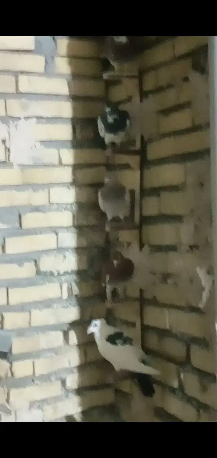 کفتربوم زدوخوردی کفترچاشنی بازی دانه۴۰۰|پرنده|گلمکان, |دیوار