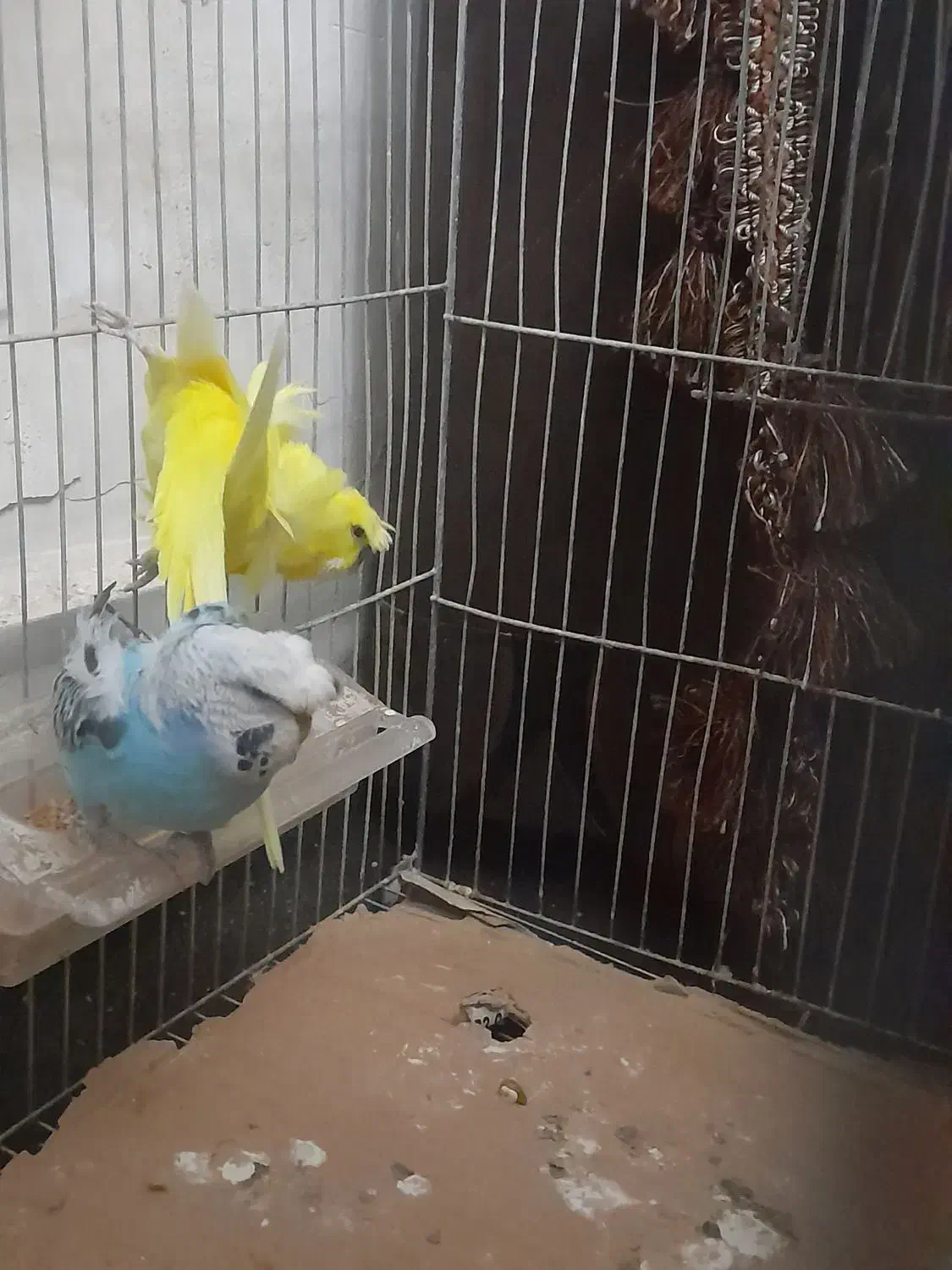 مرغ عشق|پرنده|تبریز, |دیوار