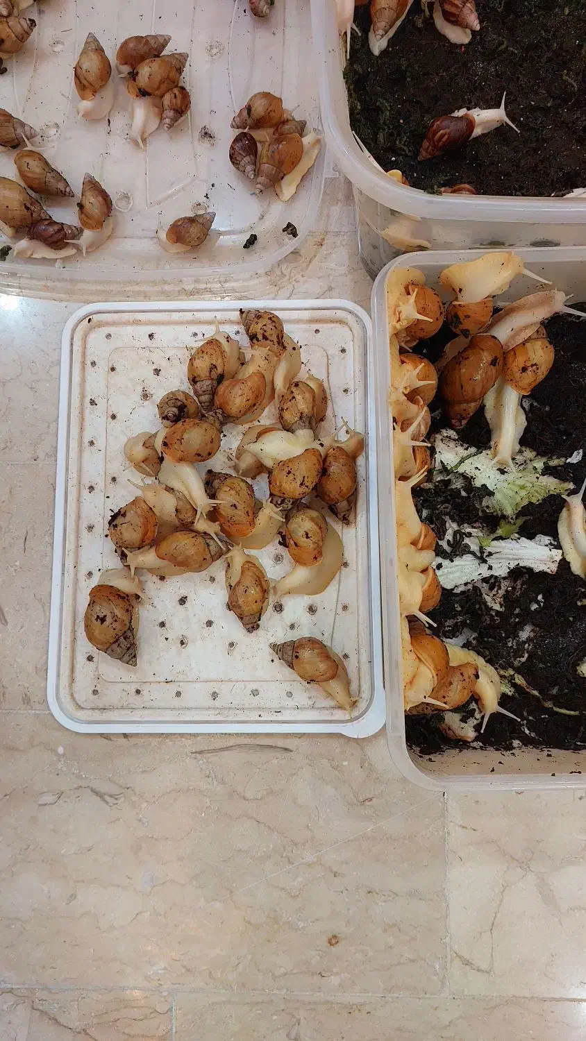 حلزون آچاتینا|خزنده|تهران, بریانک|دیوار