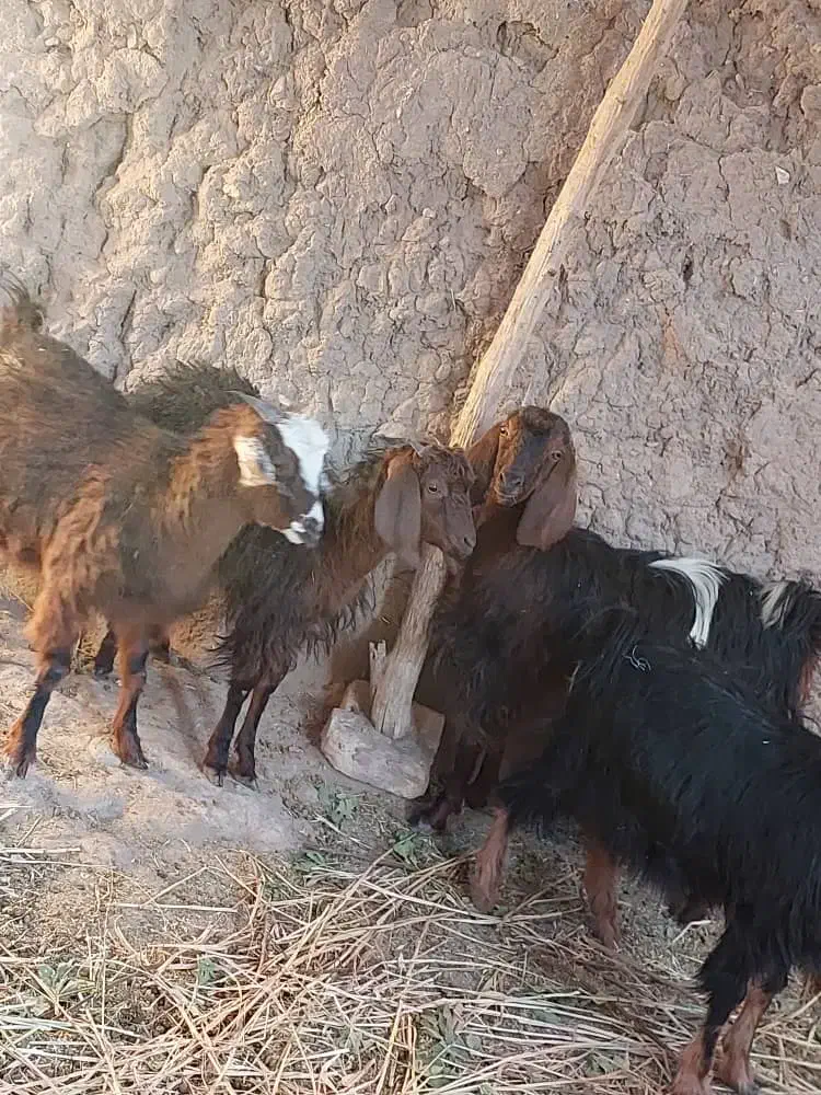 گوسفند فروشی|حیوانات مزرعه|خوسف, |دیوار