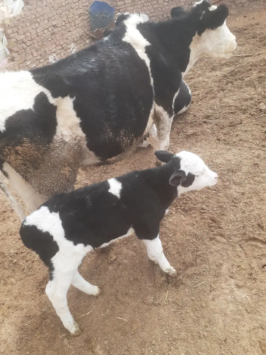 گاو با گوساله|حیوانات مزرعه|بوئین زهرا, |دیوار