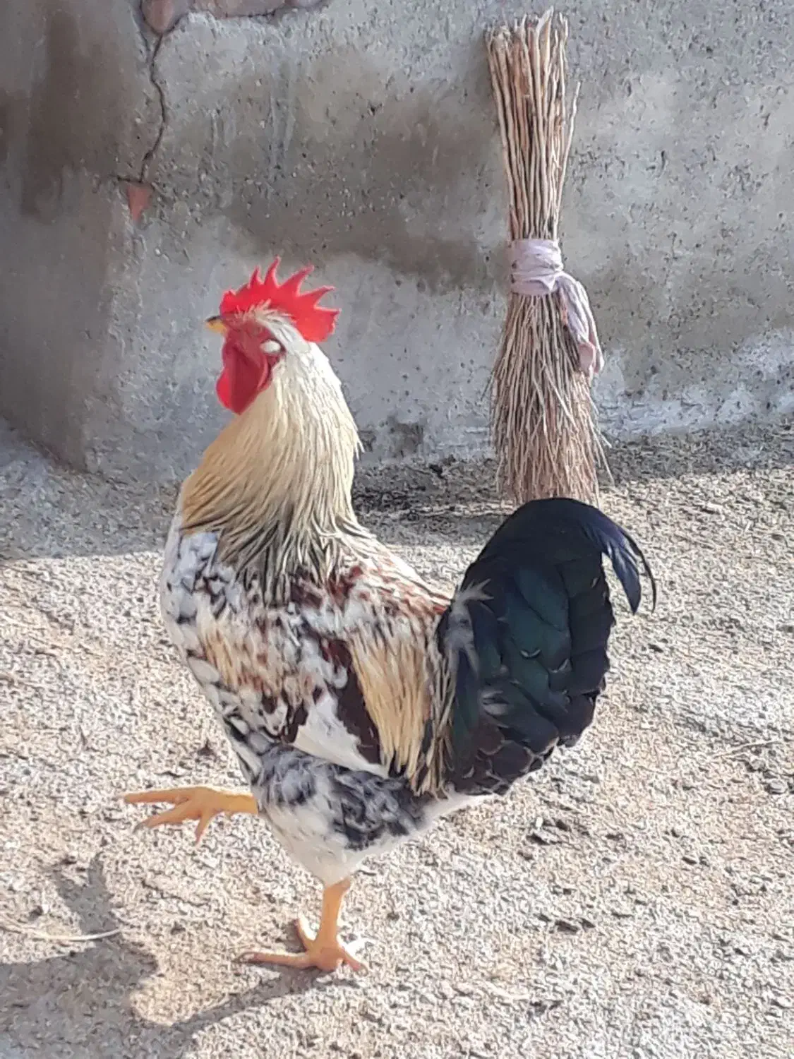 خروس جوان|حیوانات مزرعه|سلماس, |دیوار