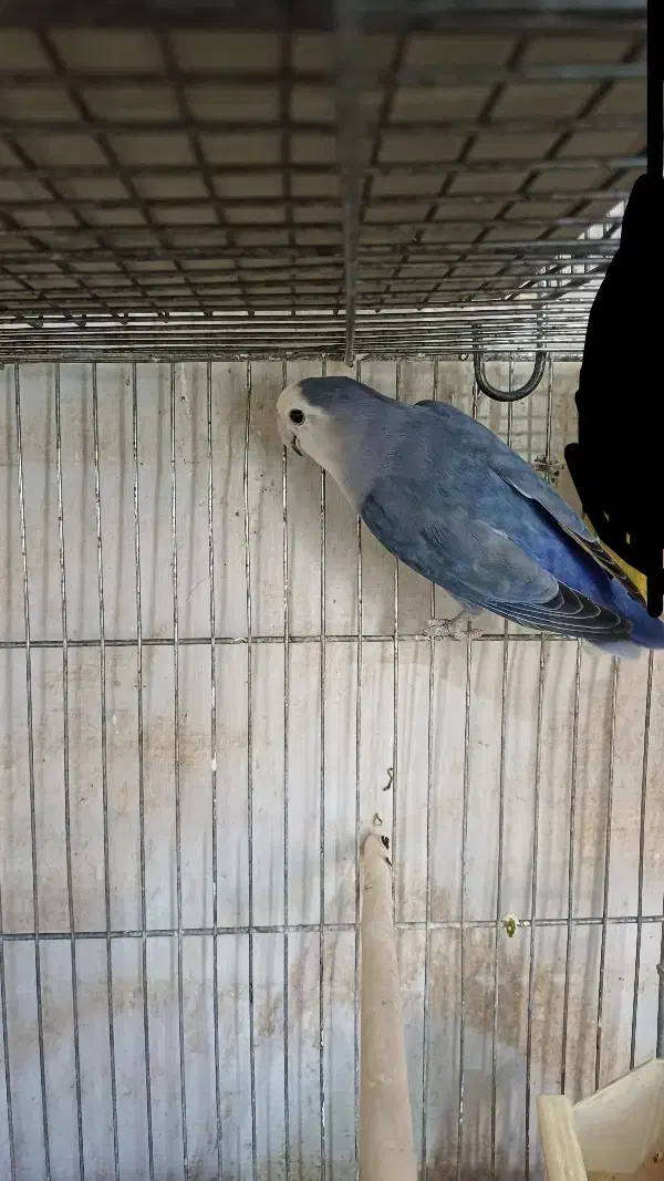 عروس هلندی|پرنده|محلات, |دیوار