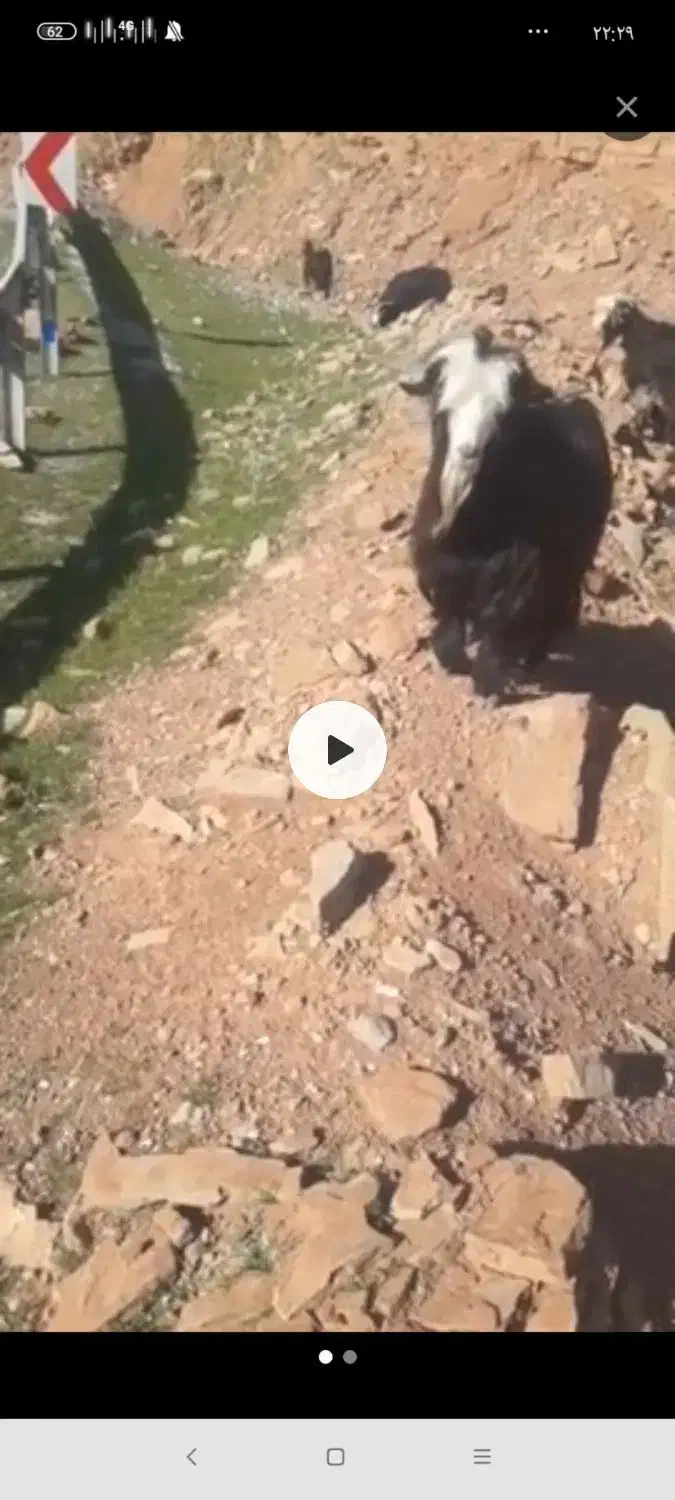 یک عدد بعده|حیوانات مزرعه|مسجد سلیمان, |دیوار