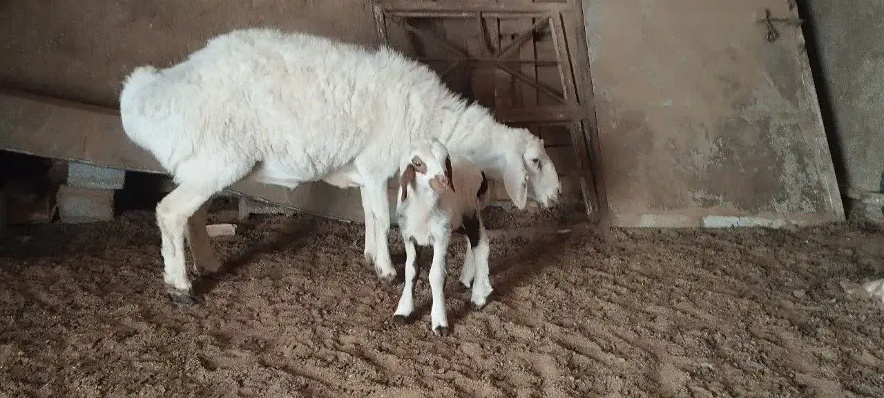 فروش میش|حیوانات مزرعه|طبس, |دیوار