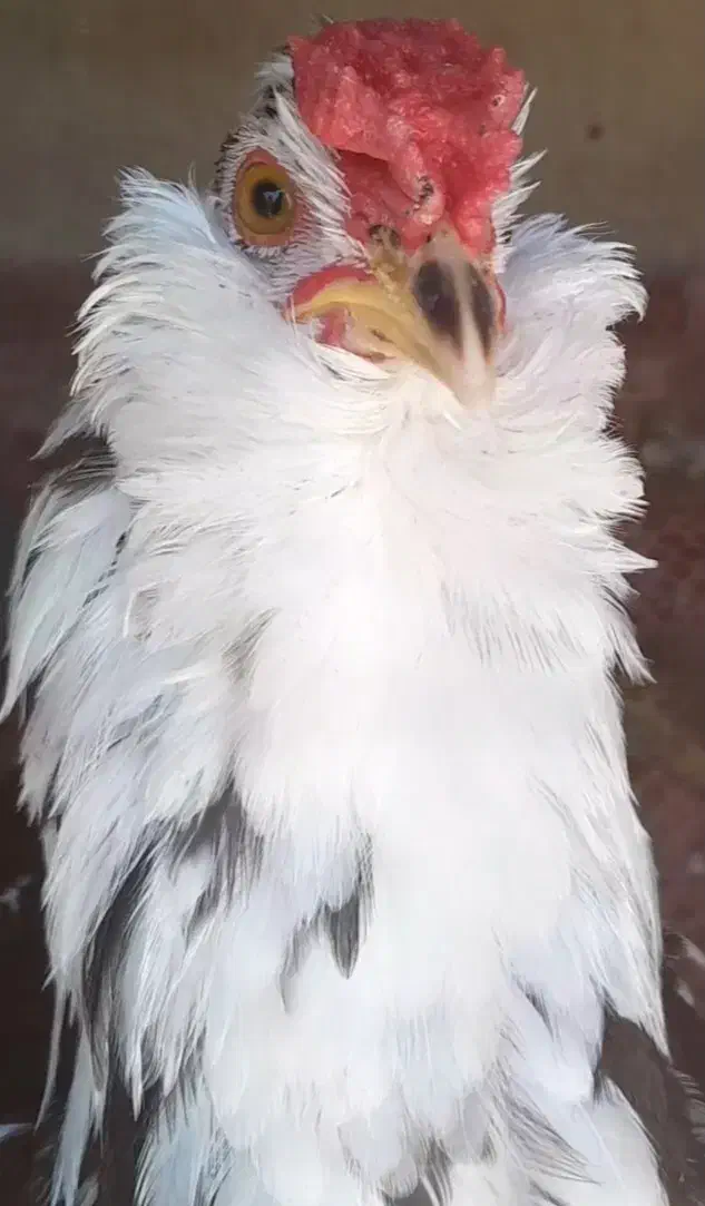 فروش تخم نطفه دار و جوجه|حیوانات مزرعه|زرندیه, |دیوار