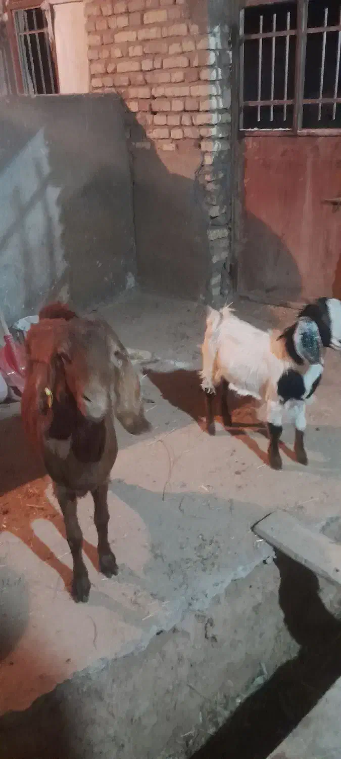 فروش بزوبزغاله|حیوانات مزرعه|شاهرود, |دیوار