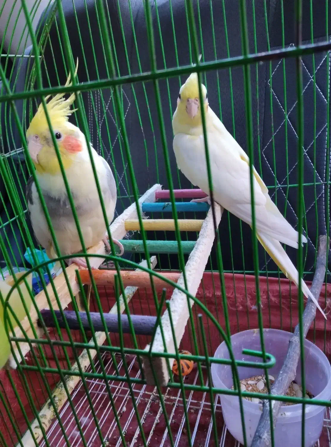 عروس هلندی|پرنده|آشخانه, |دیوار