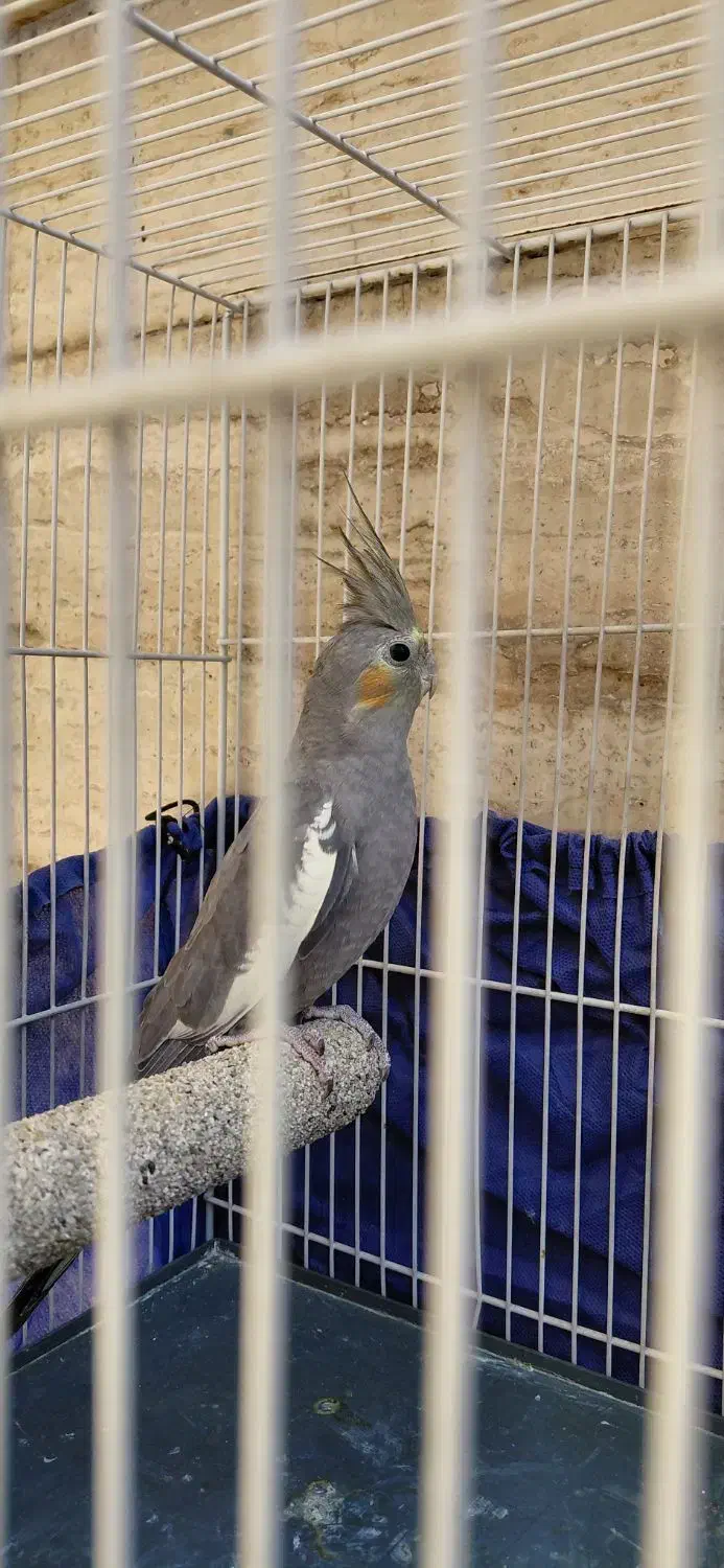 پرنده|پرنده|مشهد, جاهد شهر|دیوار