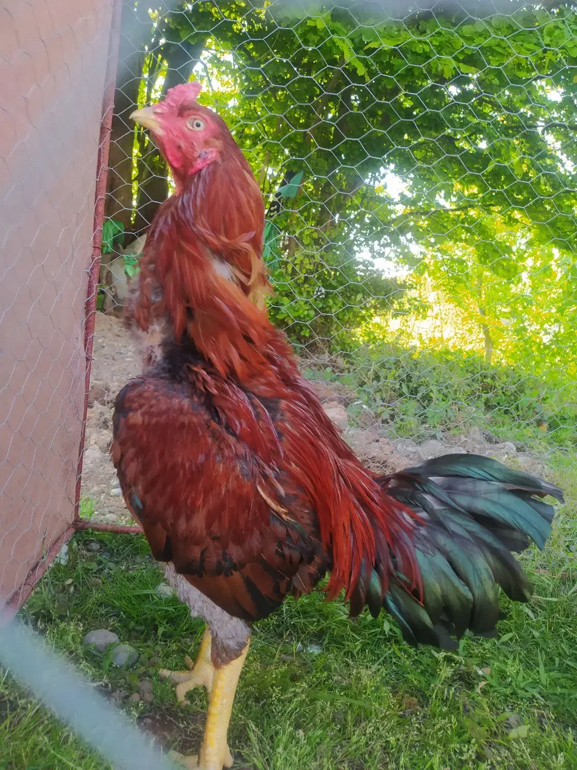 مرغ و خروس لاری|حیوانات مزرعه|آستانه اشرفیه, |دیوار