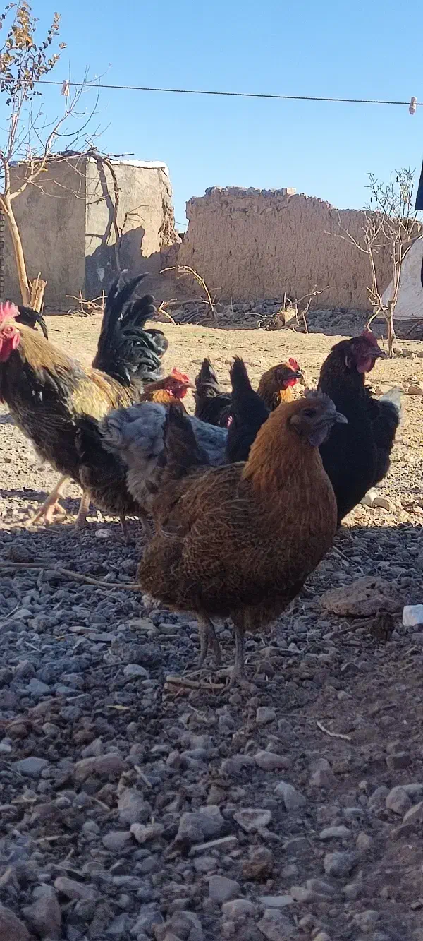 مرغ و خروس فروشی|حیوانات مزرعه|تربت جام, المهدی|دیوار