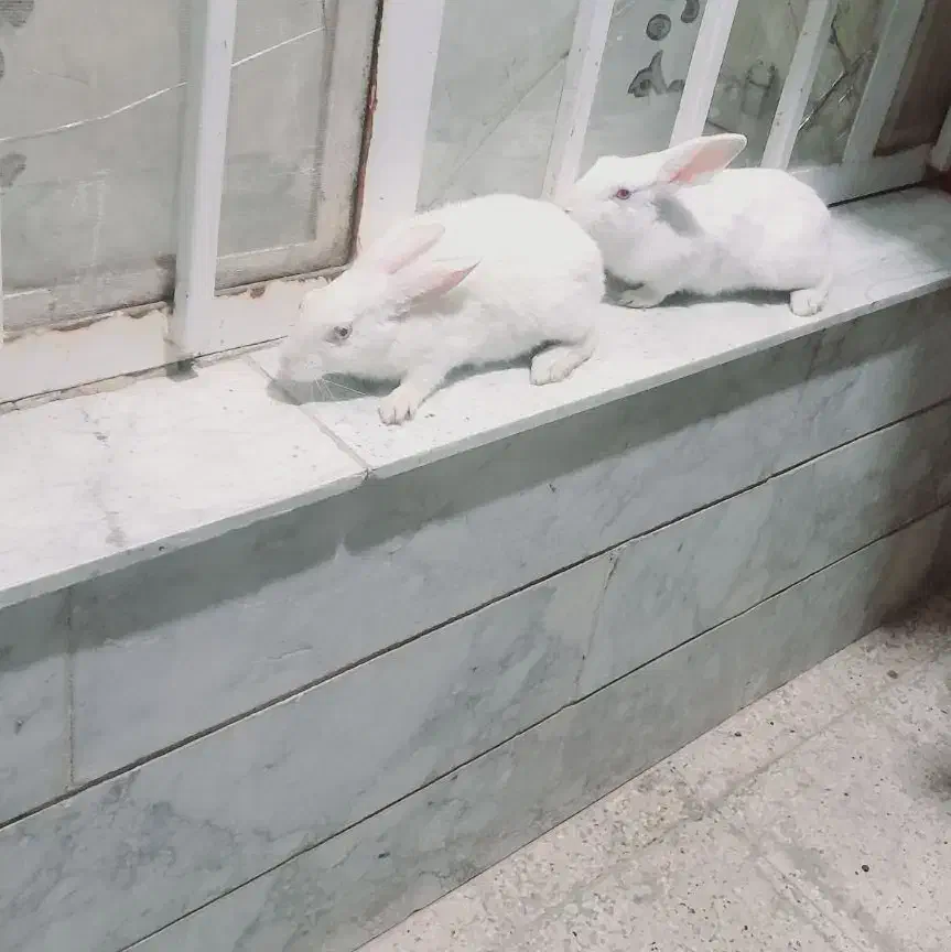 دوعدد خرگوش سفید|موش و خرگوش|قوچان, |دیوار