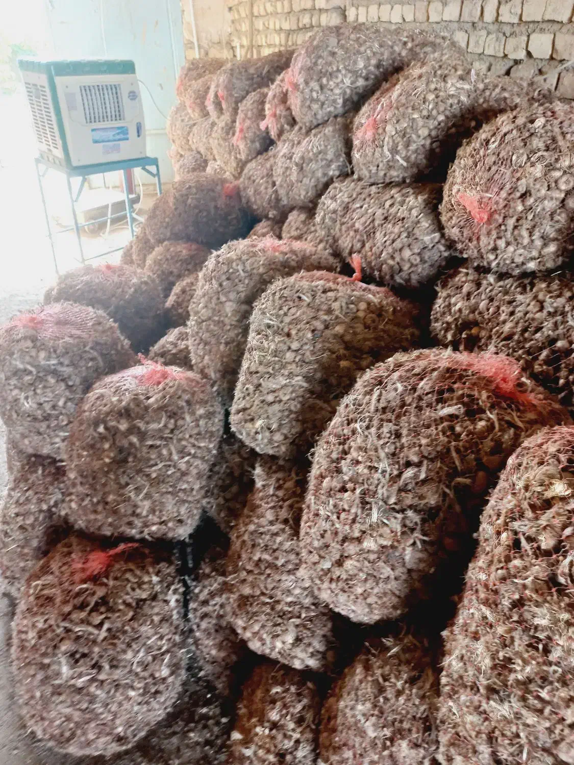 پیاززعفران برکت|عمدهفروشی|تربتحیدریه, بازار|دیوار