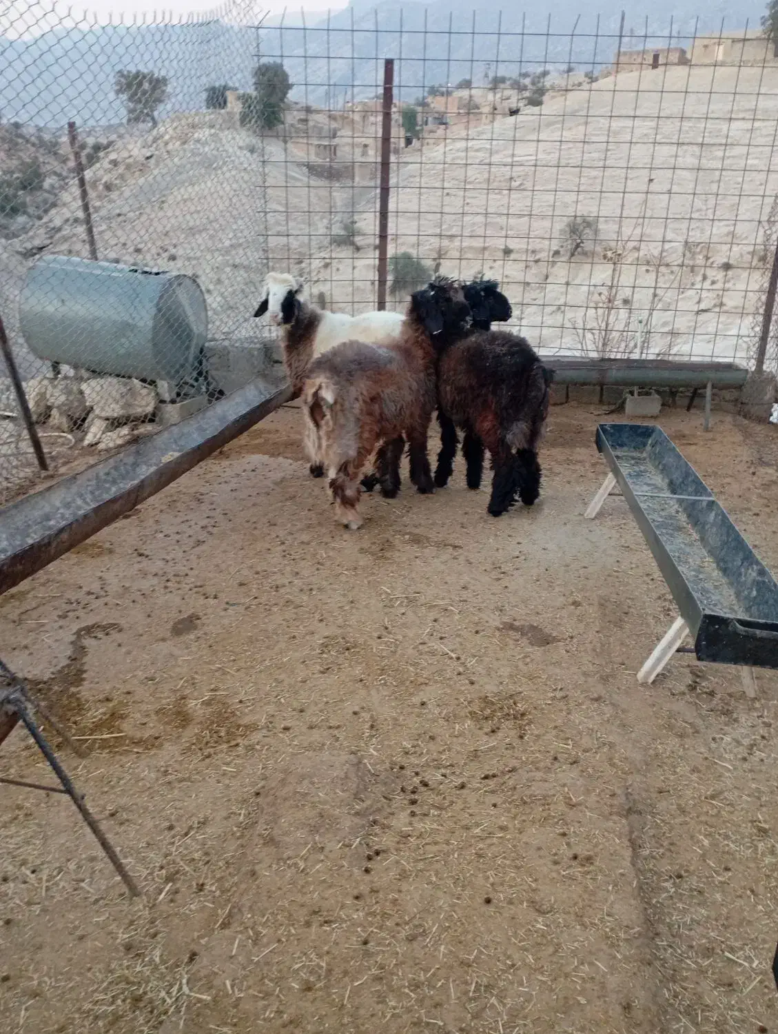 بره|حیوانات مزرعه|دهدشت, |دیوار